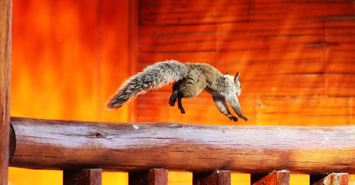 Squirrel problem in your home