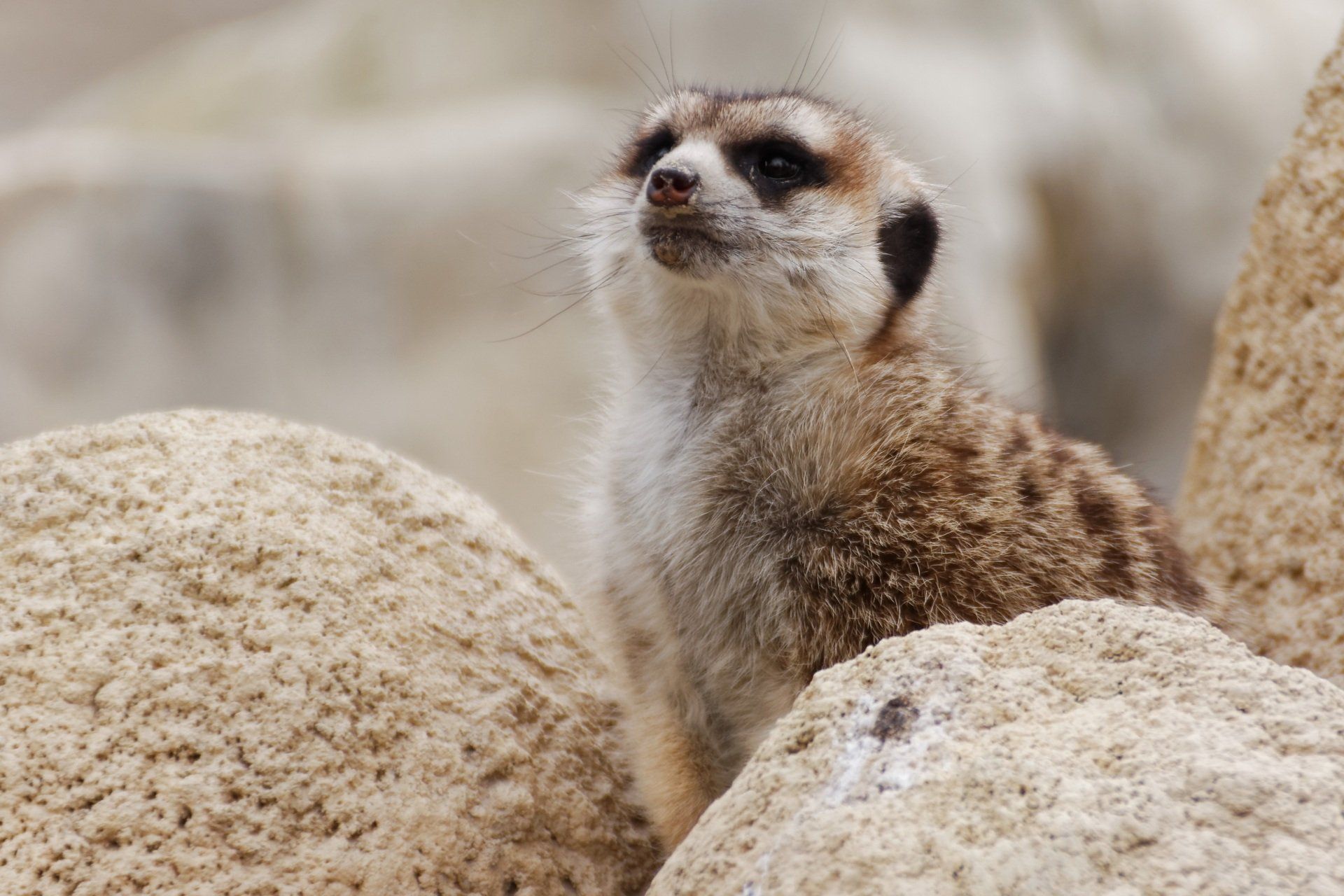 A meerkat is standing on top of a pile of rocks.