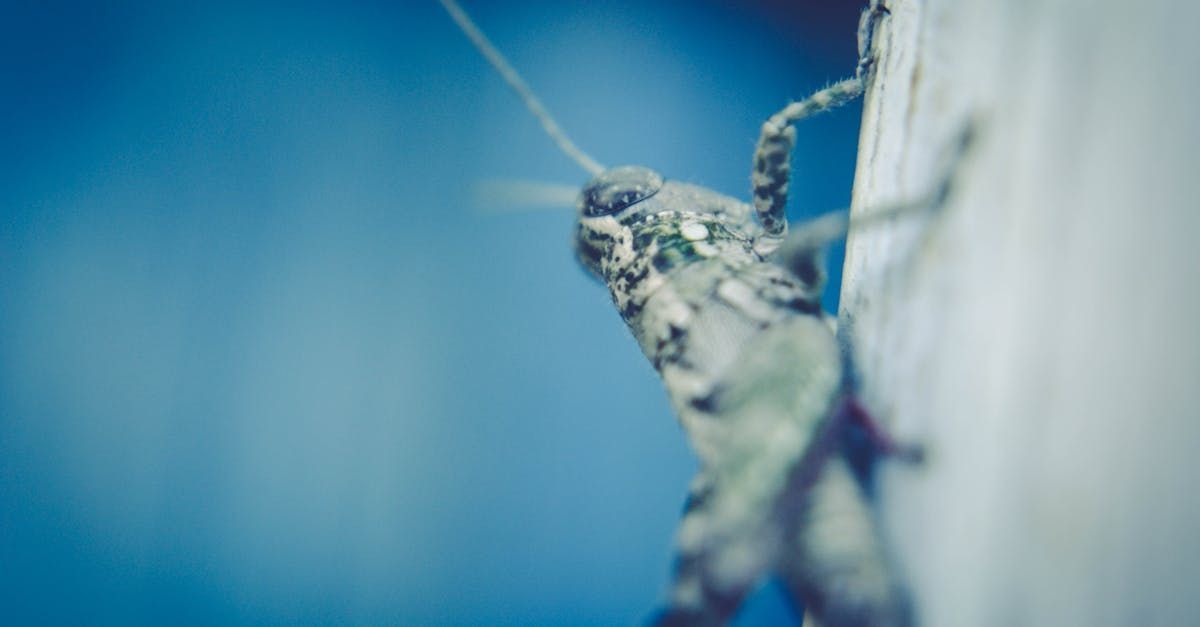 cricket extermination