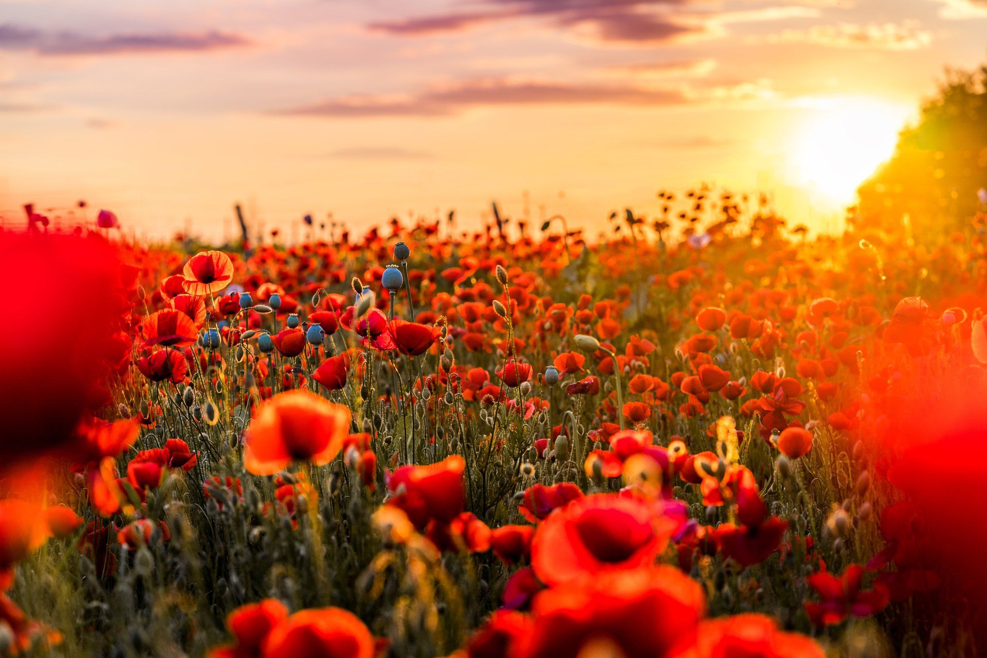 Sunlit red poppy field at sunset with bright orange sky