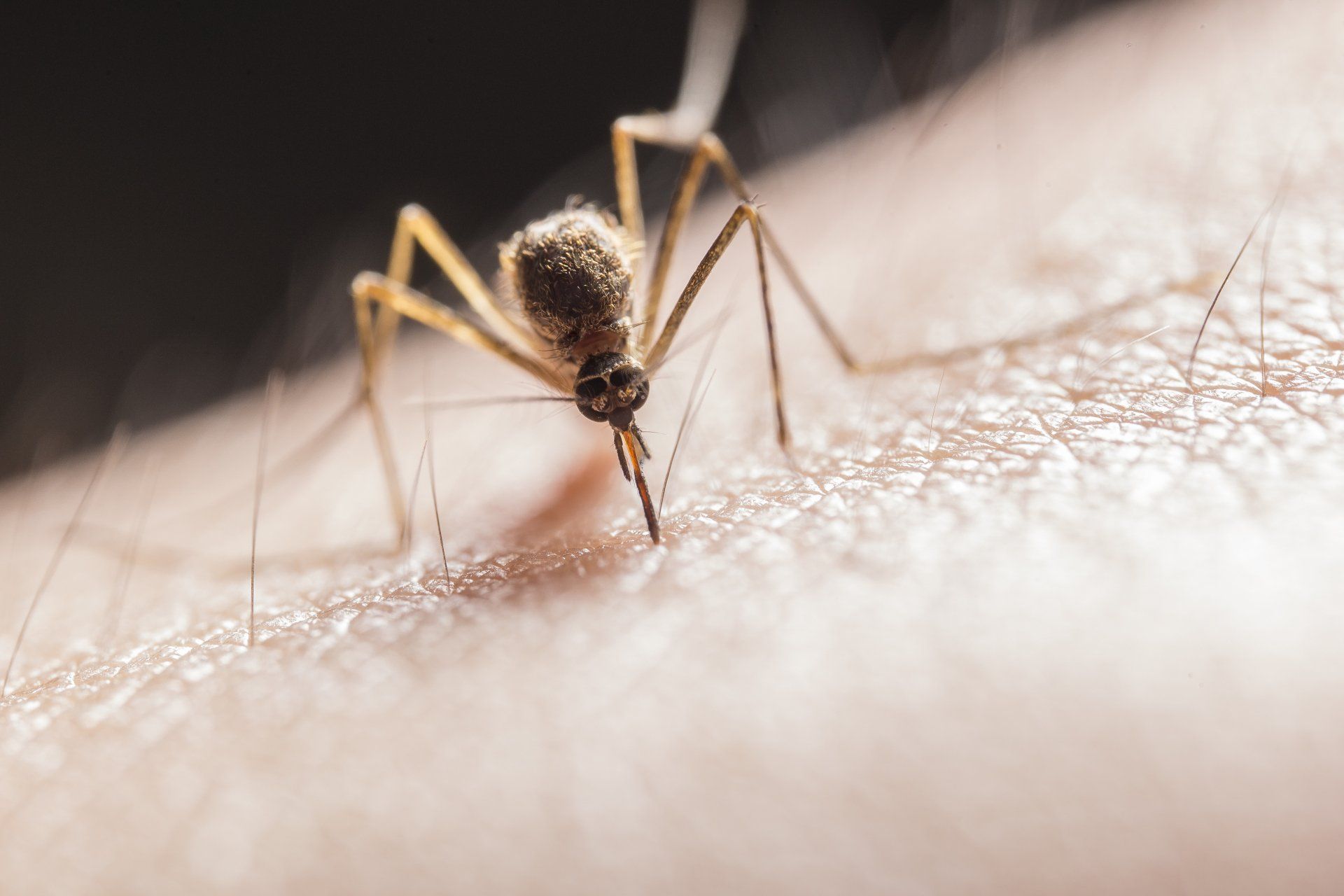 a mosquito sucking blood on skin