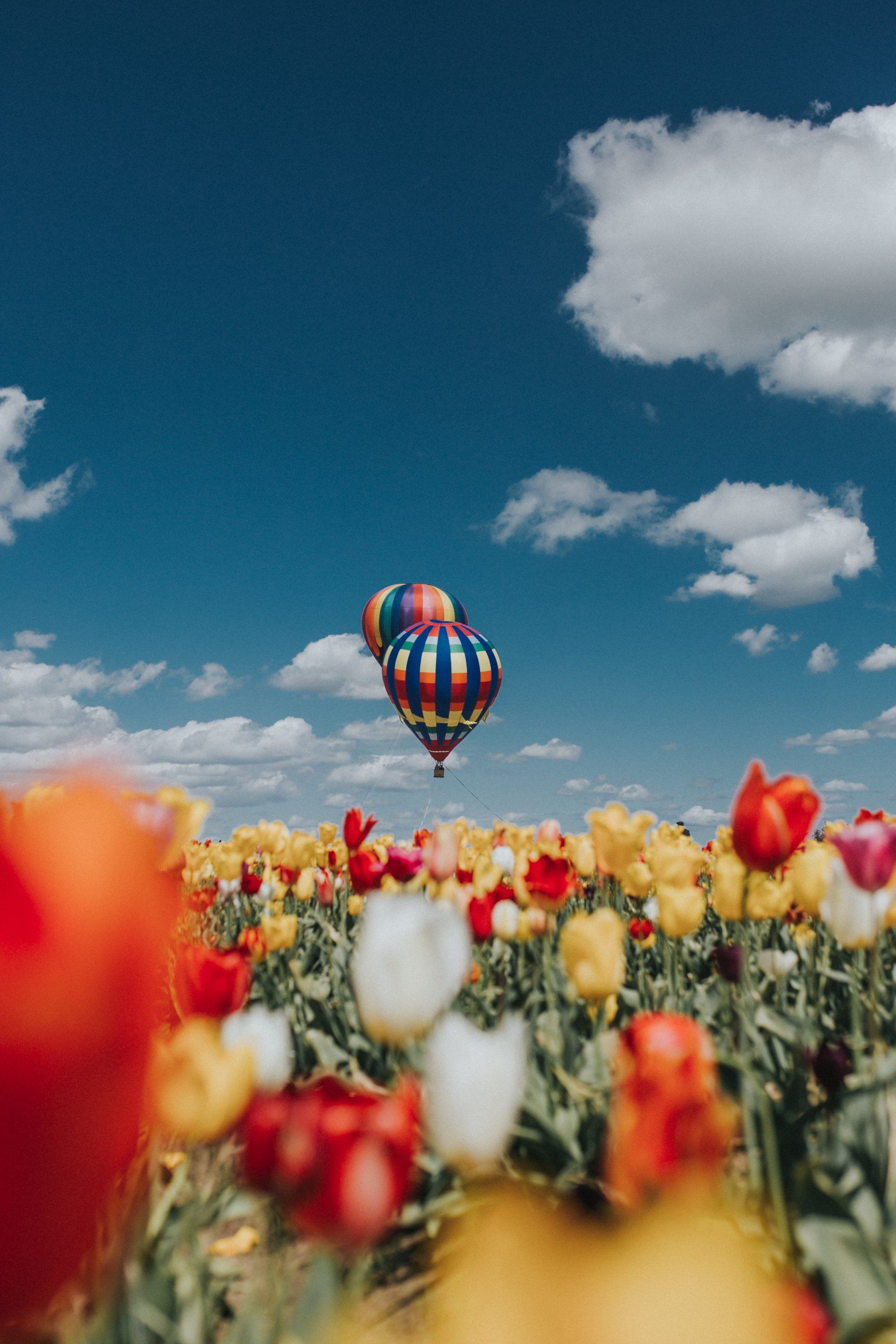 A tulip garden with hot air balloons in the background.