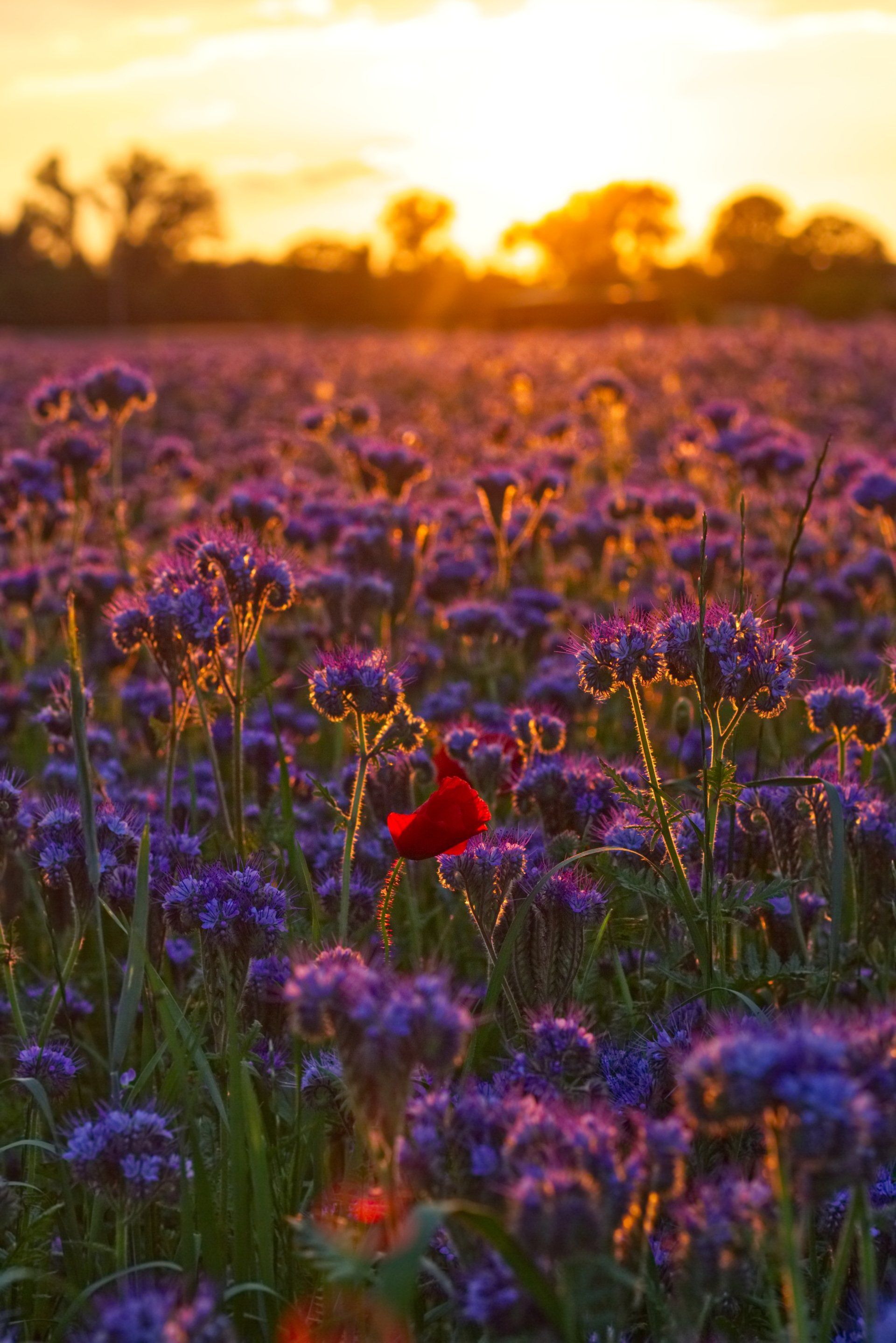 A field of purple flowers with a red flower in the middle at sunset.