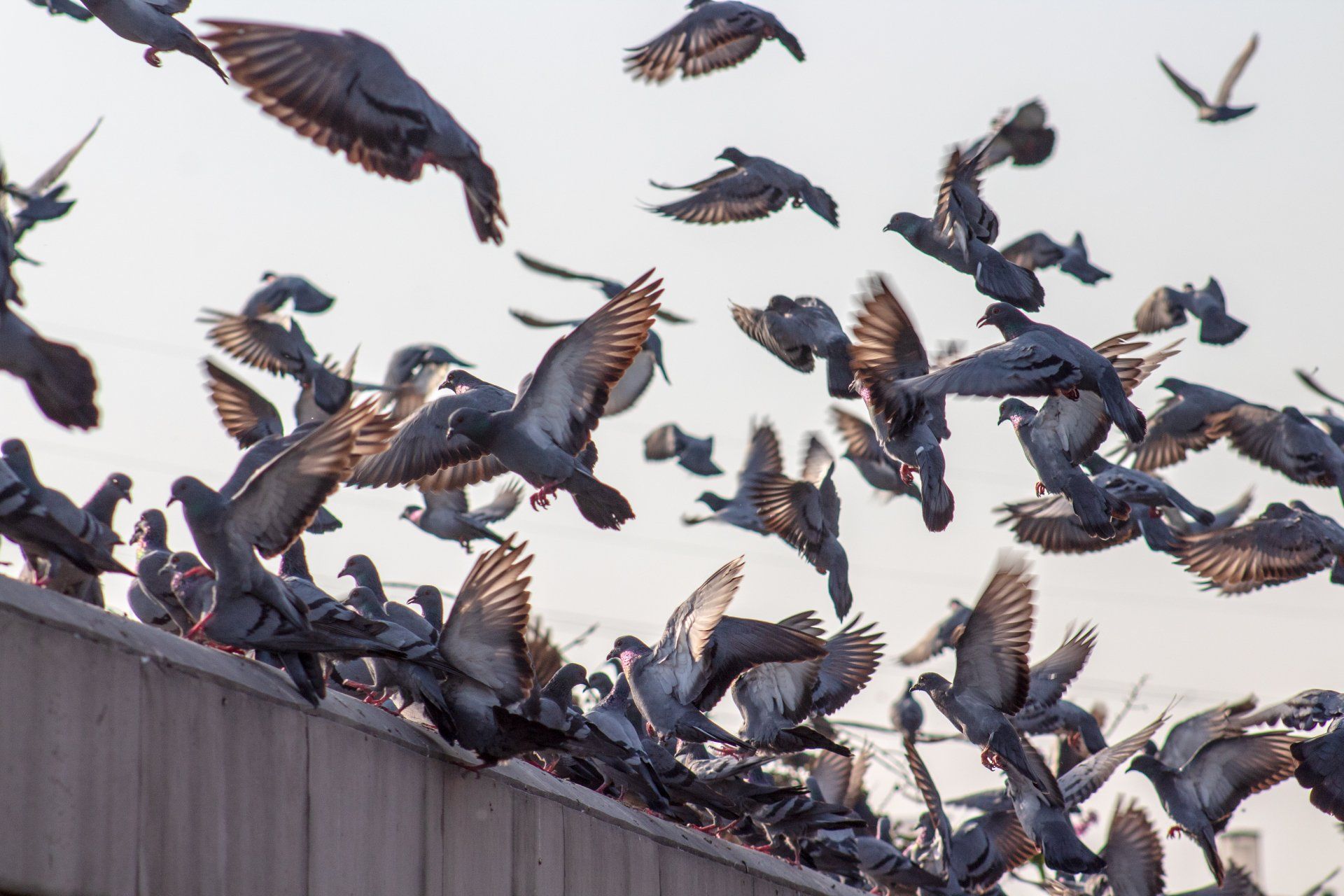 get rid of nuisance birds 