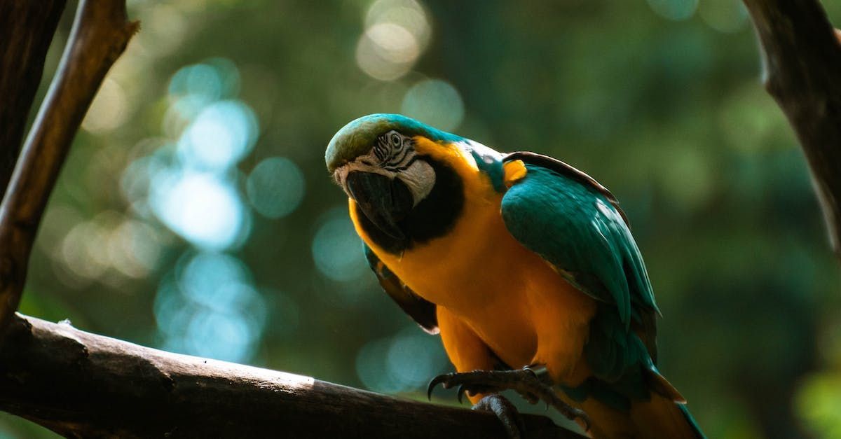 See the Birds