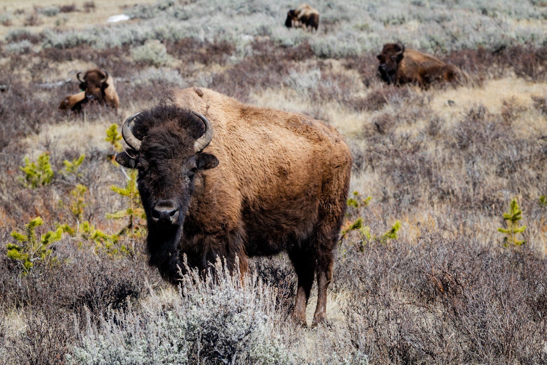 A herd of bison standing in a field of dry grass.