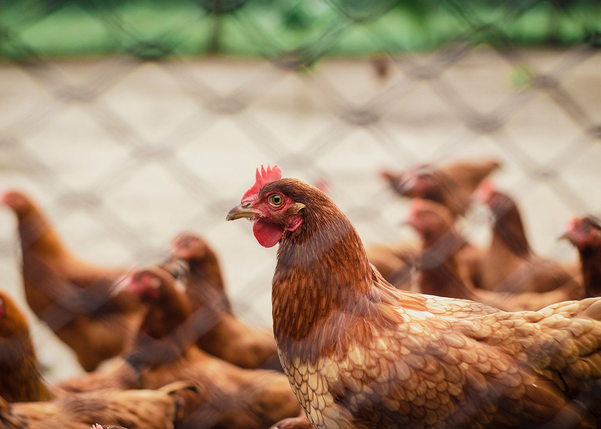 Brown chickens behind a wire fence, with one in focus looking forward.