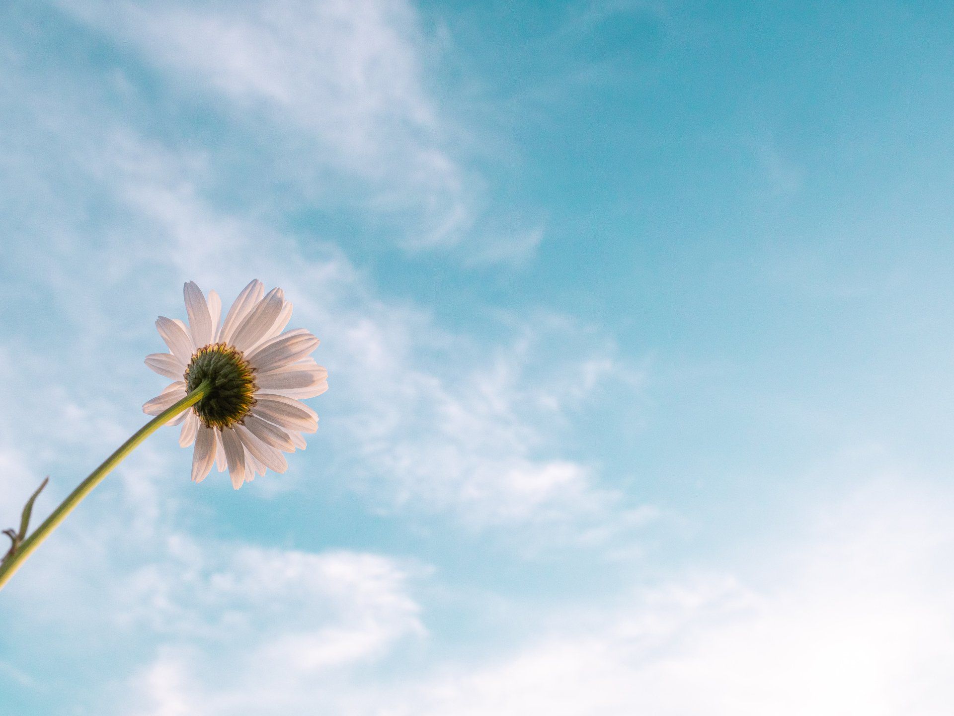 A single white flower is against a blue sky with clouds.