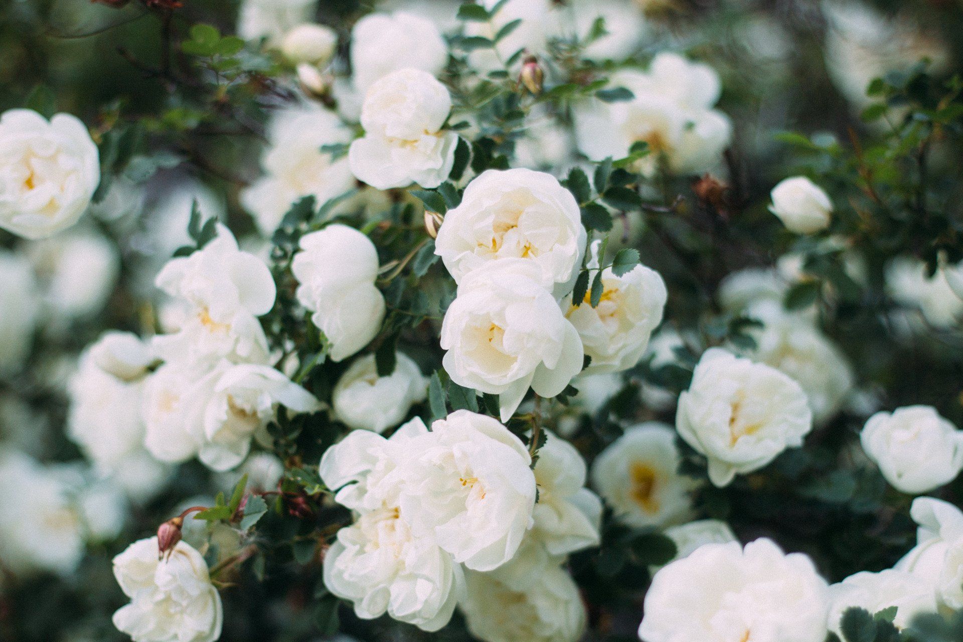 Funeral flower arrangement