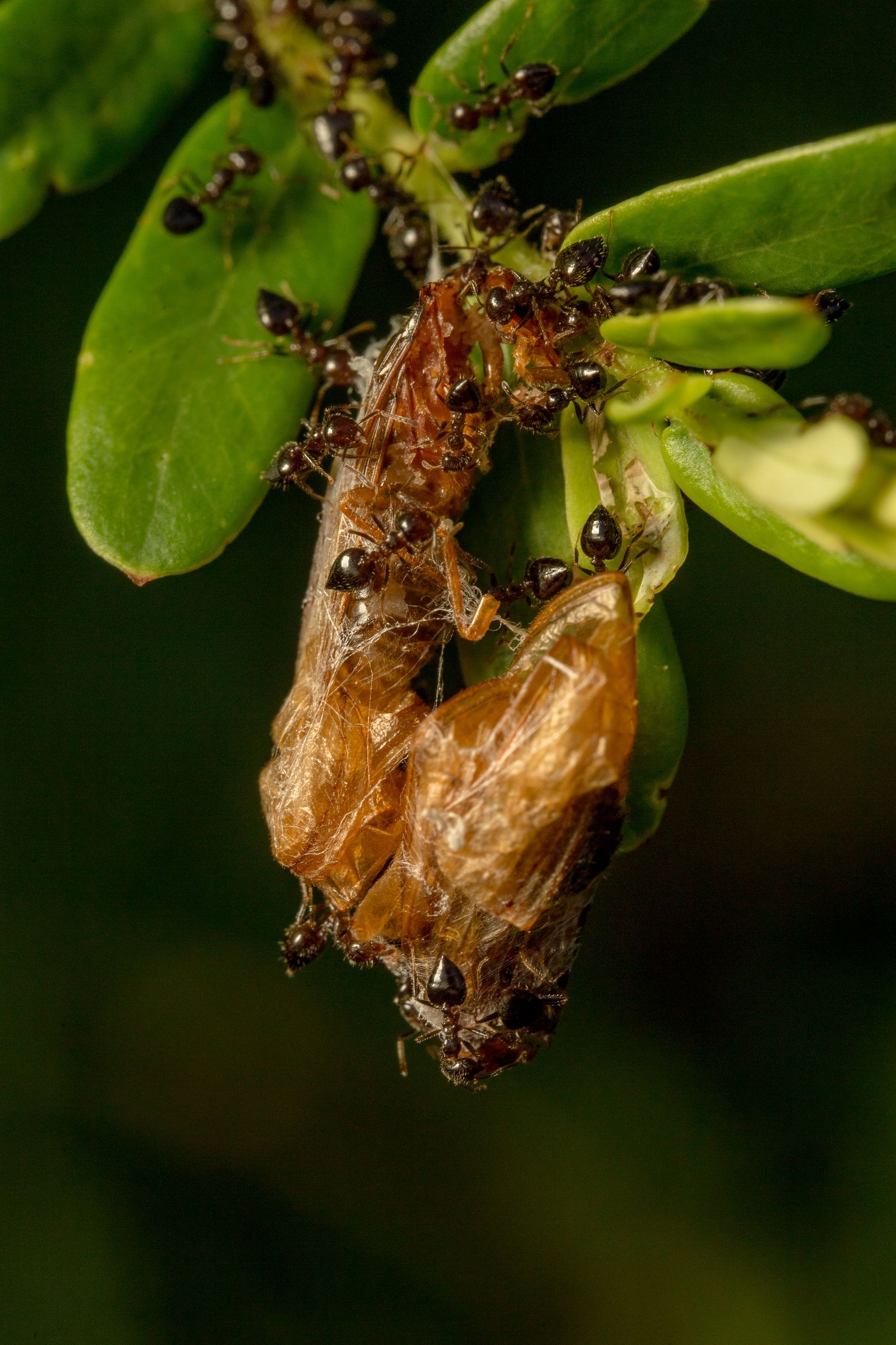 Ant Control