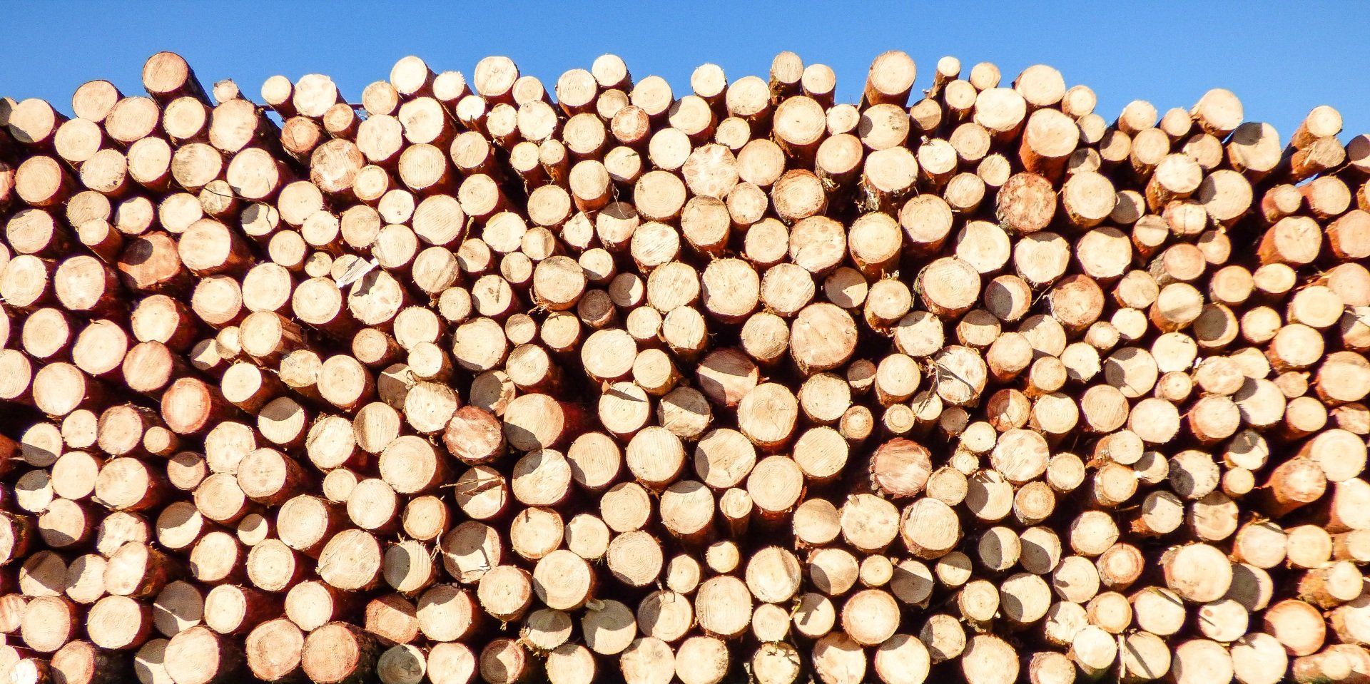 pile of wood pile of wood