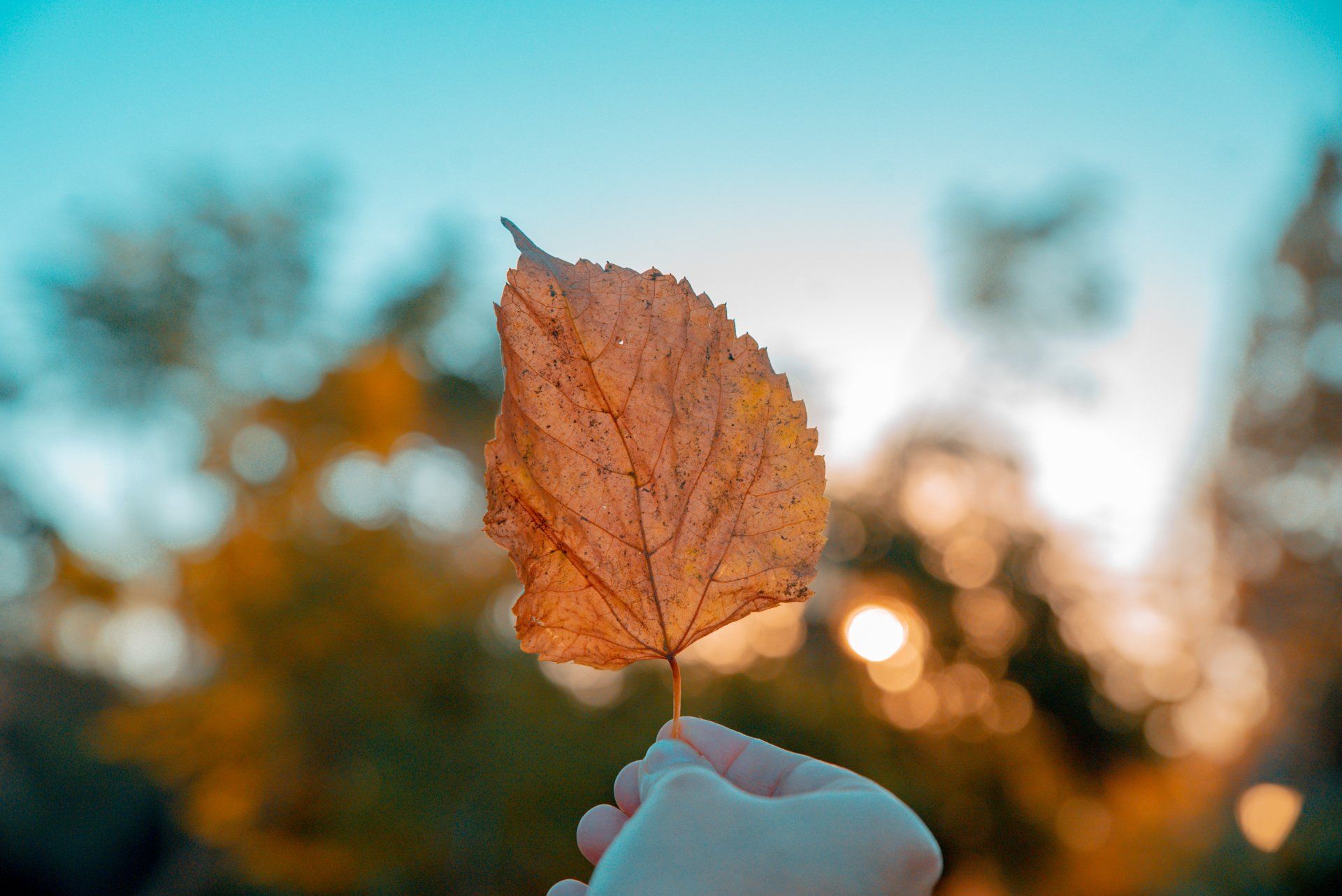 foglia in autunno