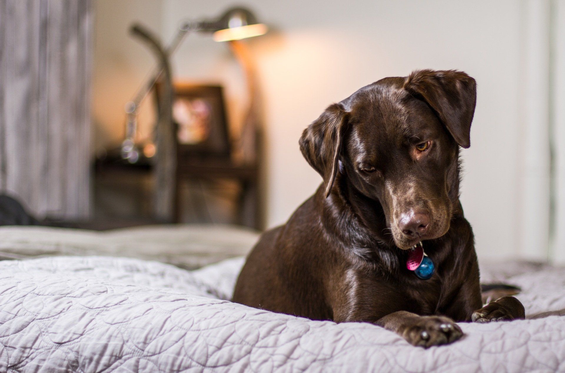 pet friendly lodge holidays