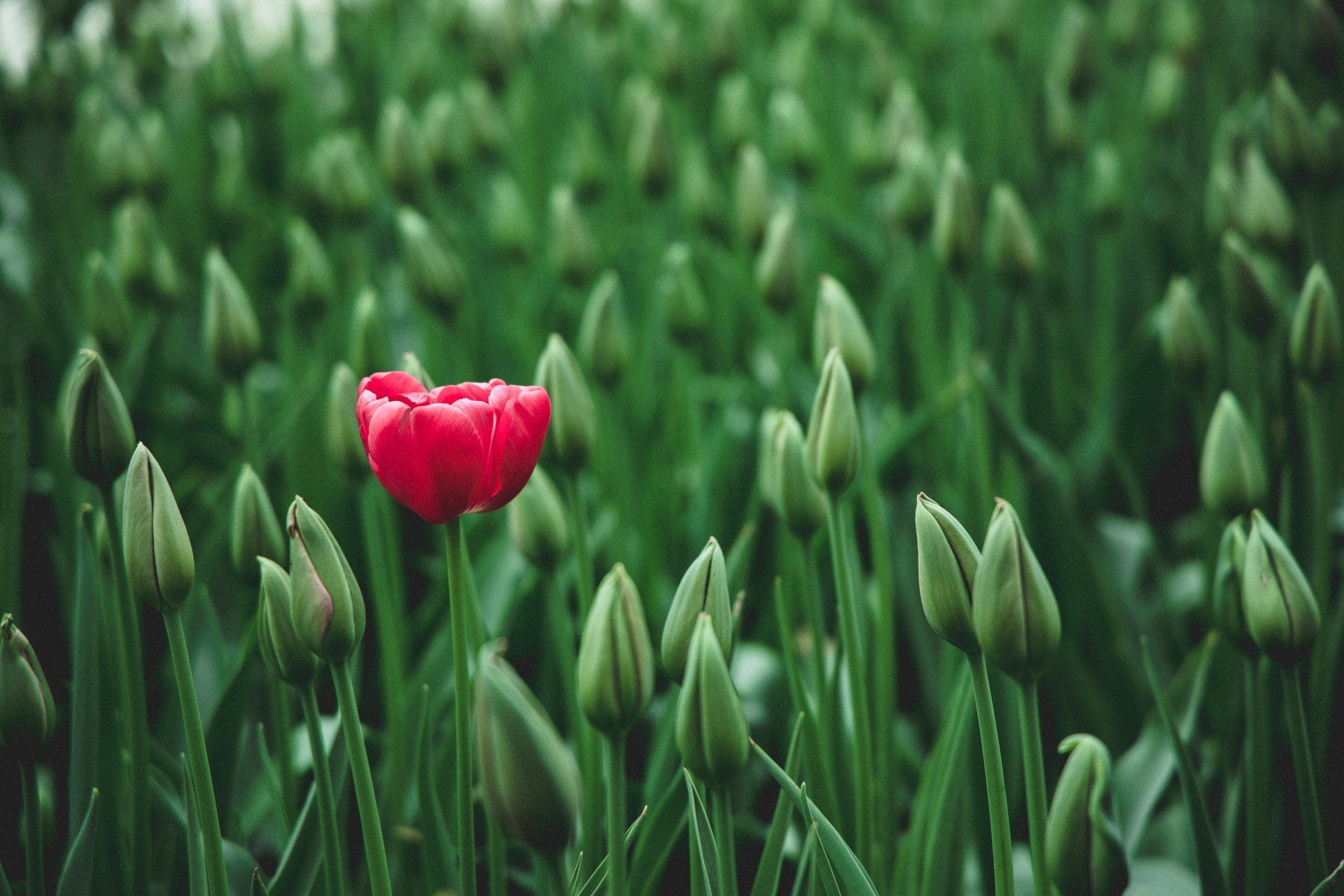 Nonprofit website design and support