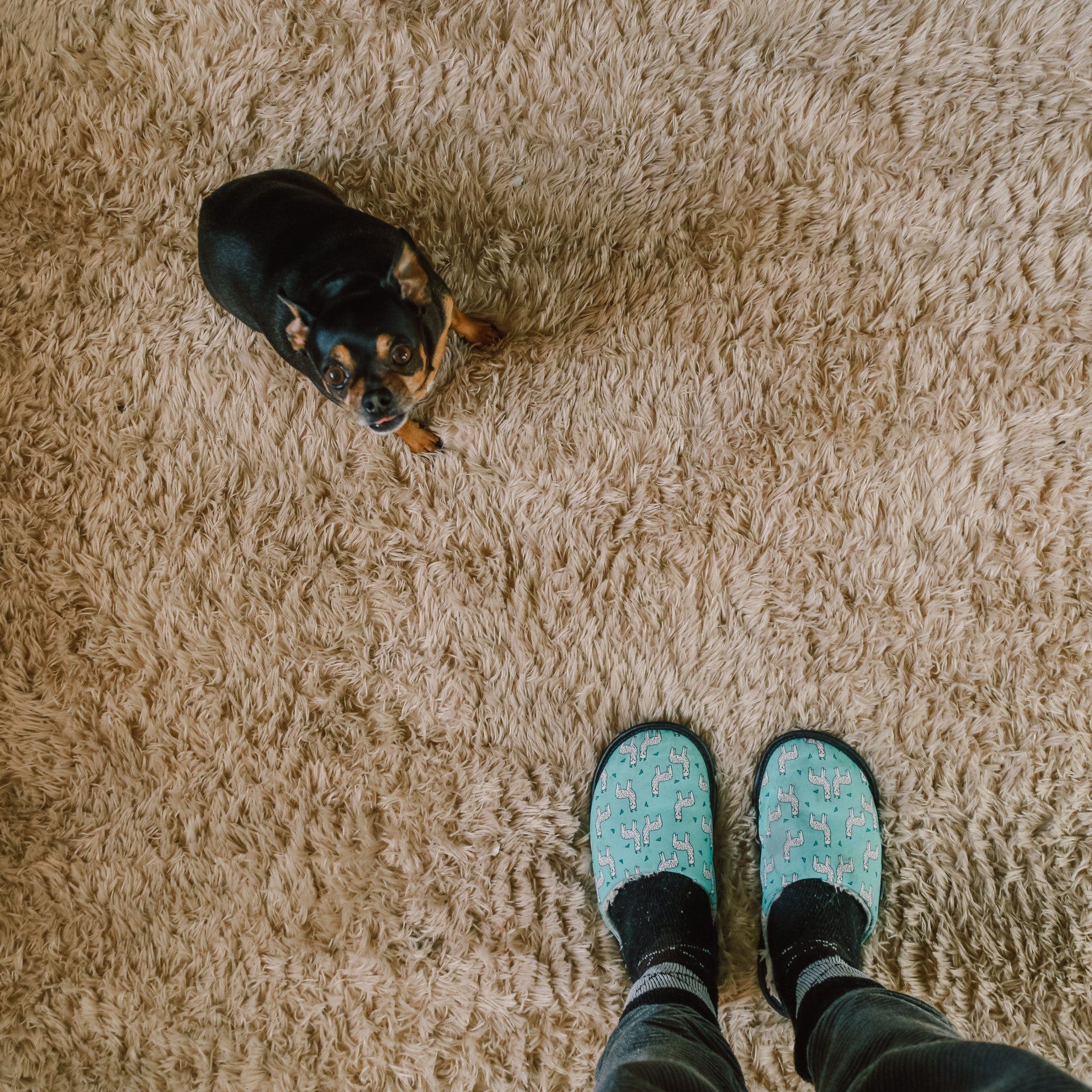Maintaining Your Home’s Value: The Link Between Carpet Cleaning and Property Investment