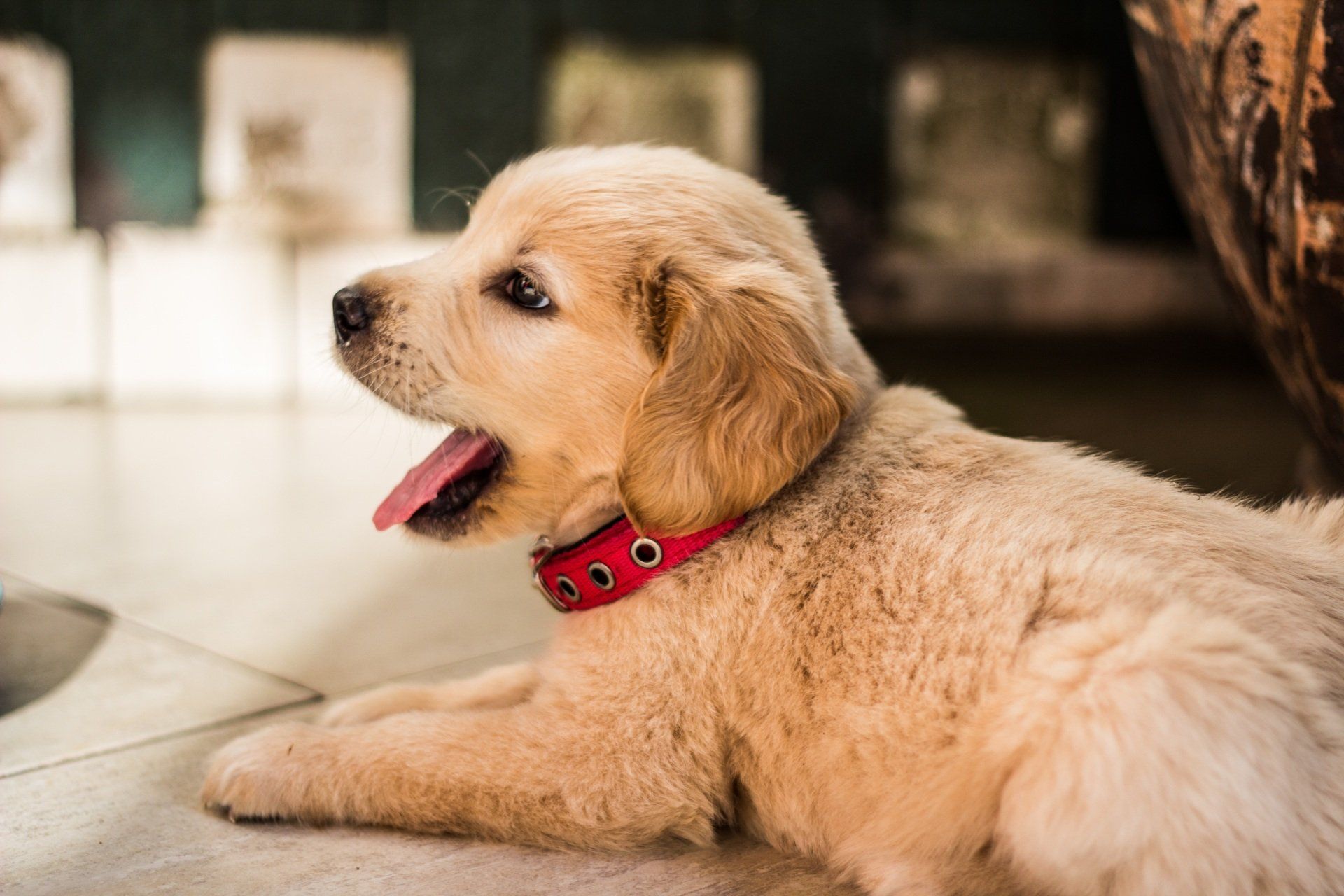 A puppy wearing a red collar is laying on the floor.