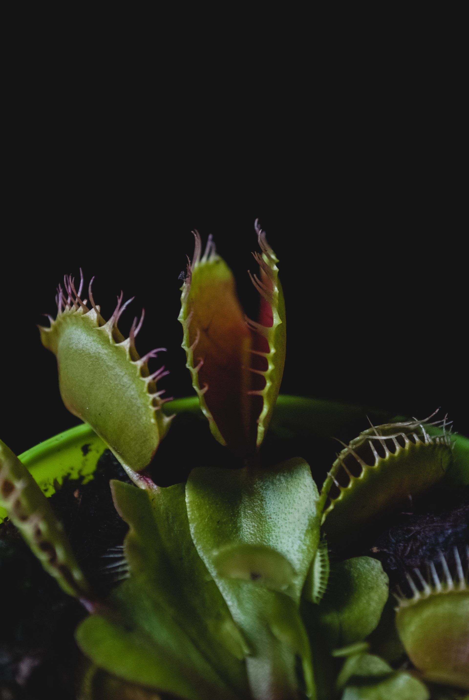 Venus Fly Traps