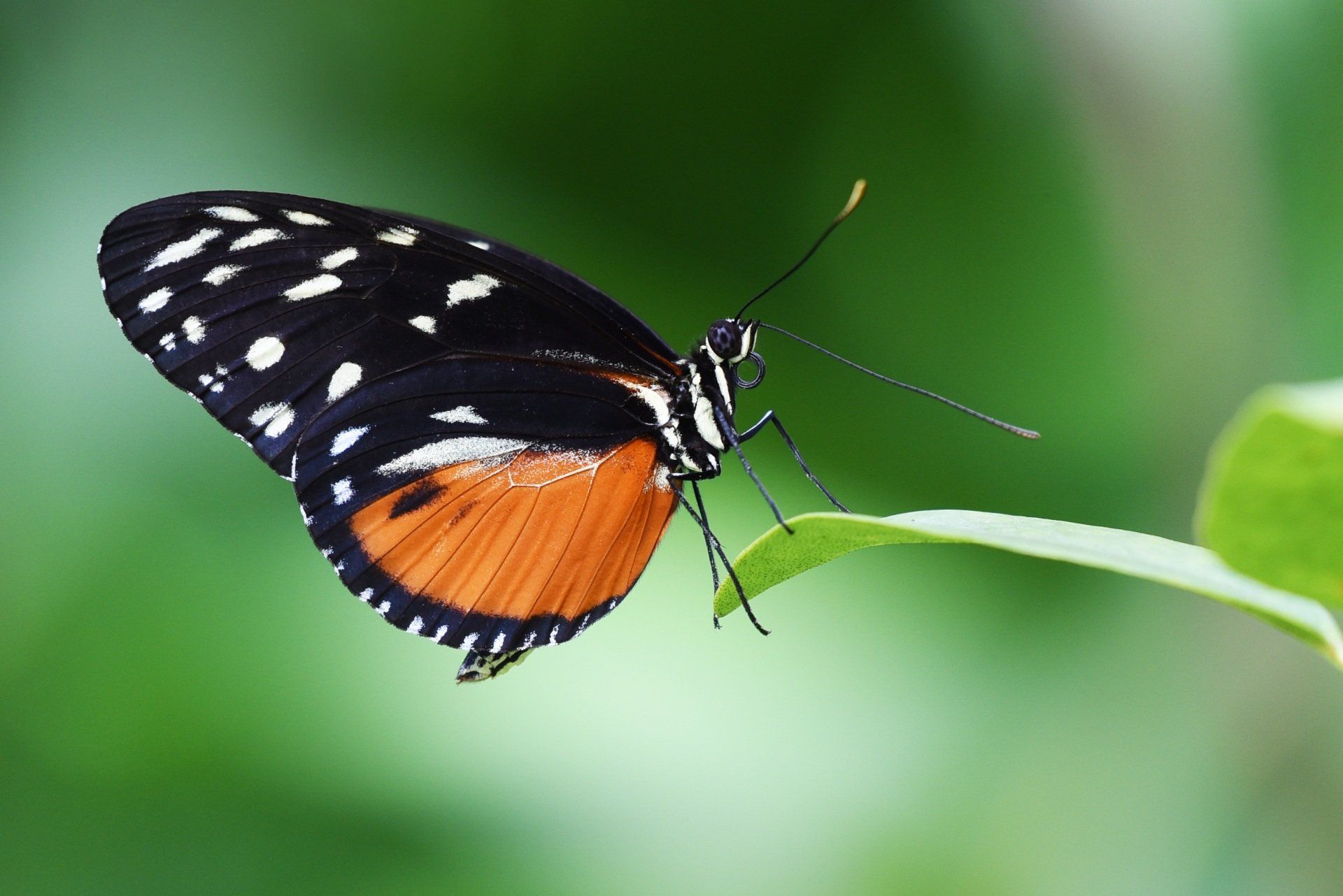 Butterfly with black and white upper wings, orange lower wings, on a green leaf.
