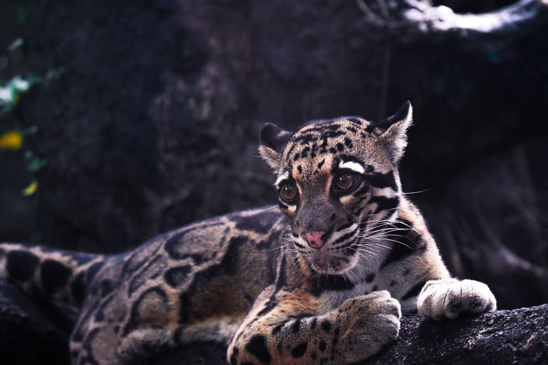Um leopardo nublado está deitado em uma pedra e olhando para a câmera.