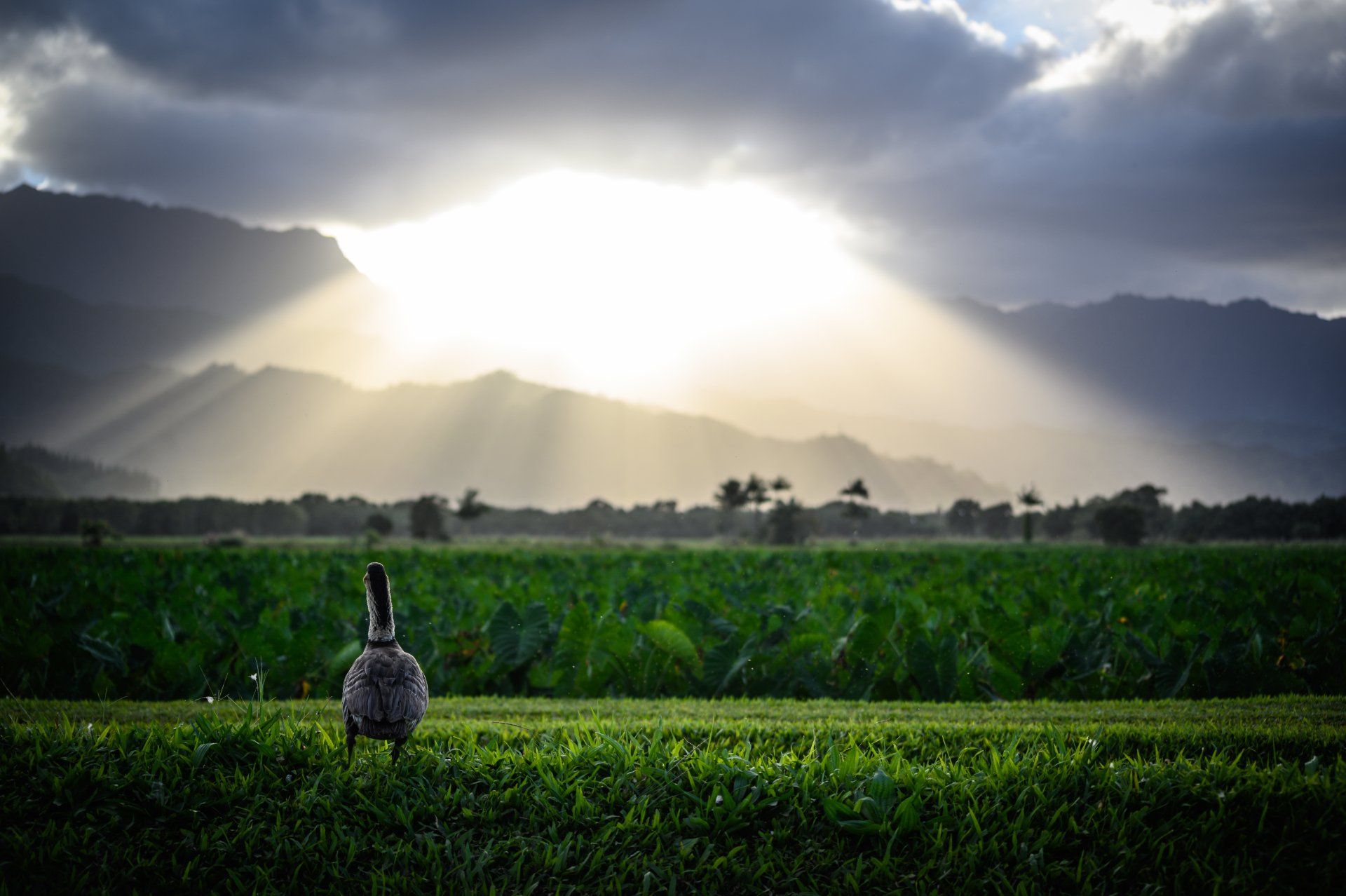 A farm in Hawaii