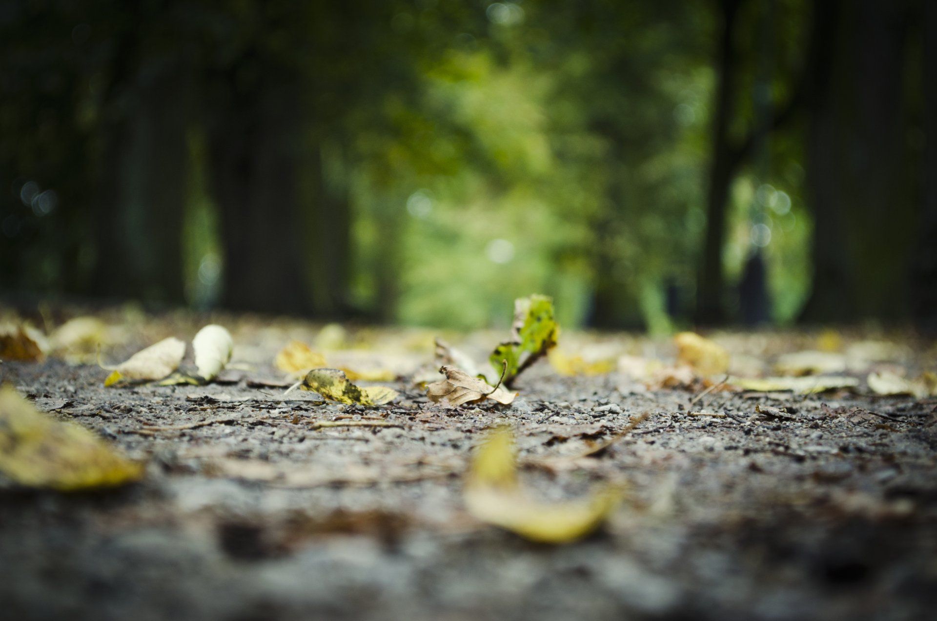Close-up of a wet forest path with scattered yellow leaves and blurred green trees in the background