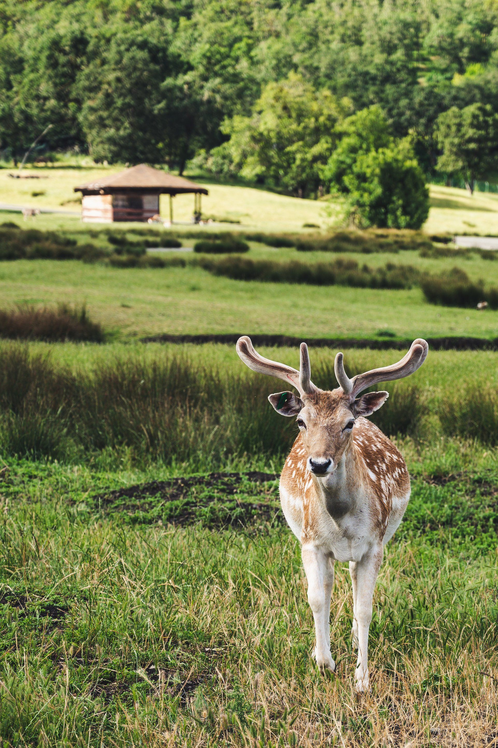 Pestify Pest Control Wildlife Control