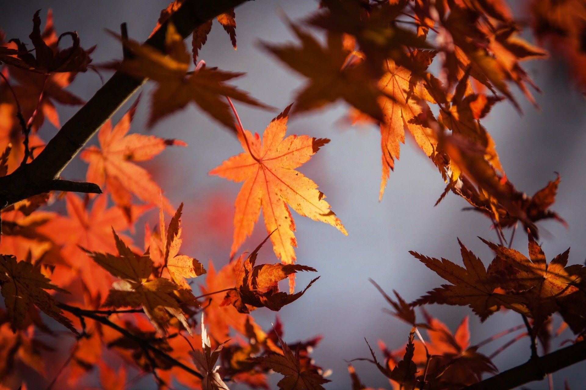 Oranje herfstbladeren tegen een wazige hemel, met zonlicht dat door het middelste blad schijnt.