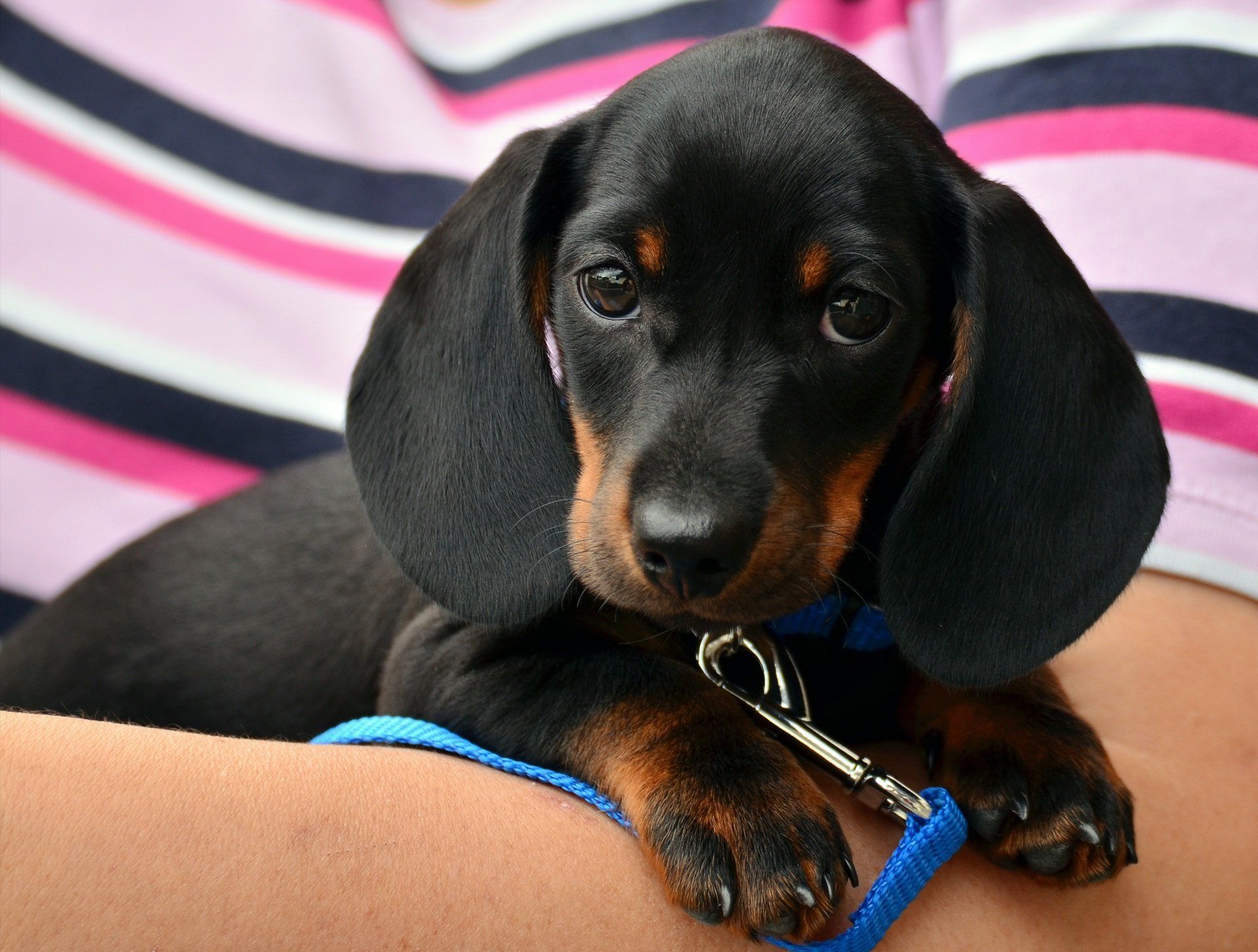 Puppy Training