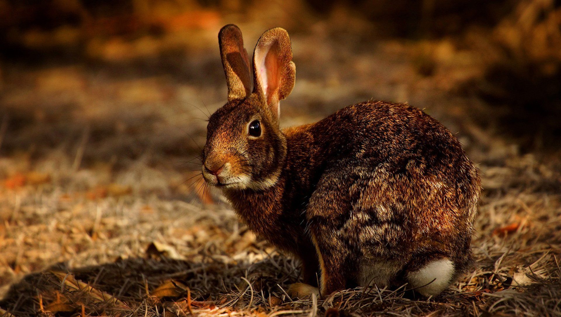 A Hare Leaps by Sue Cartwright, Spiral Leaf A Hare Leaps - A Poem by Sue Cartwright, Spiral Leaf