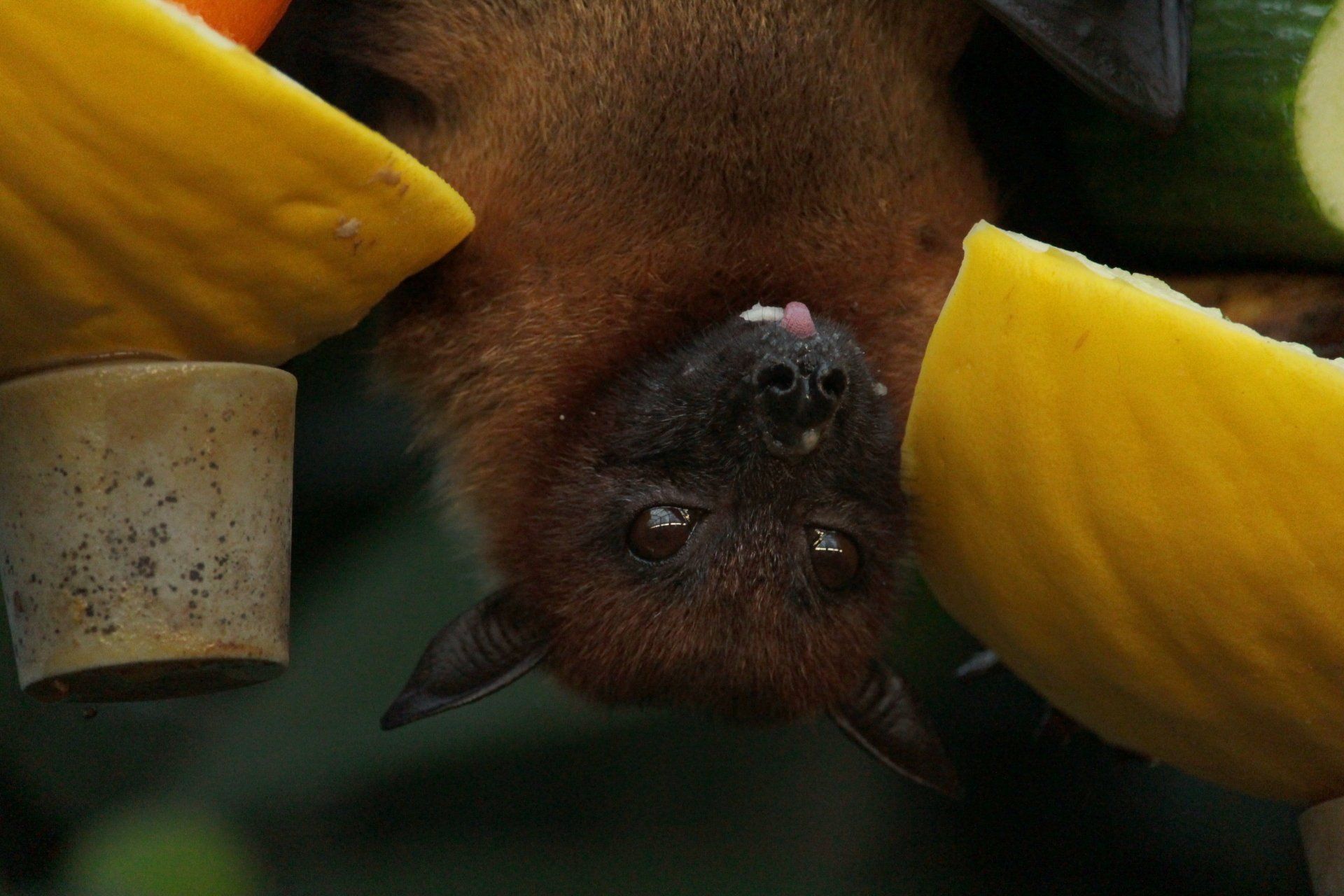 bat removal buford ga Brown bat hanging upside down, eating yellow fruit; dark background.