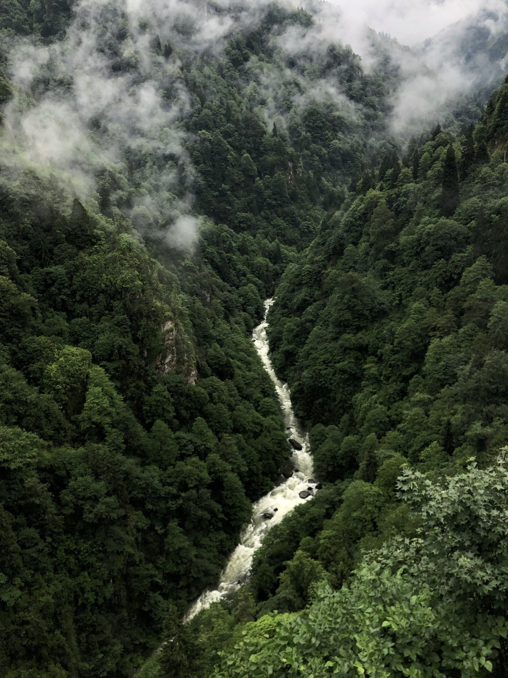 Forestation Forest
