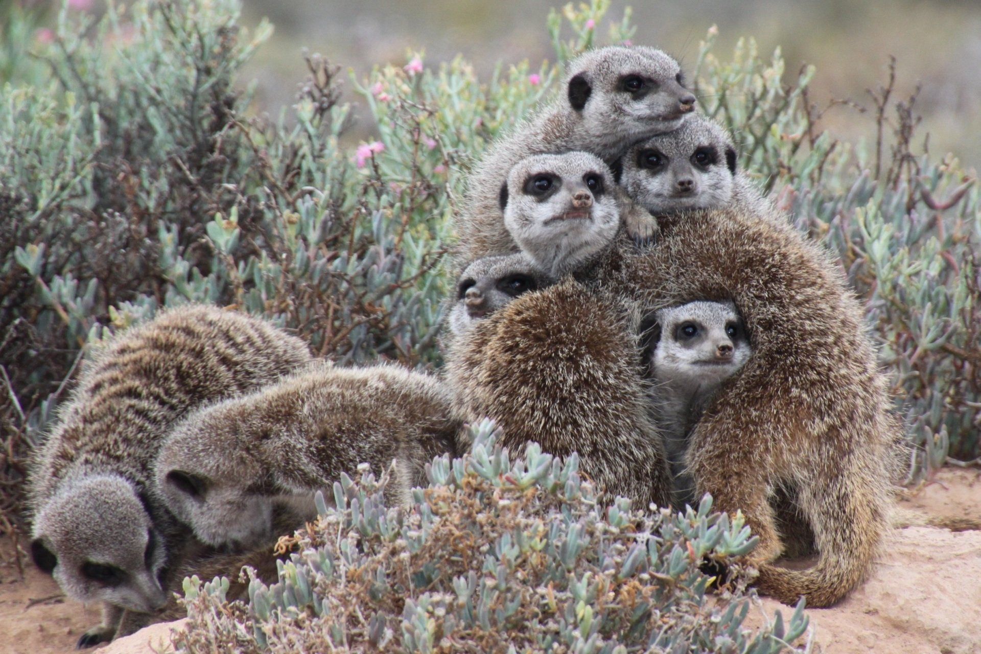 A family of Meerkats
