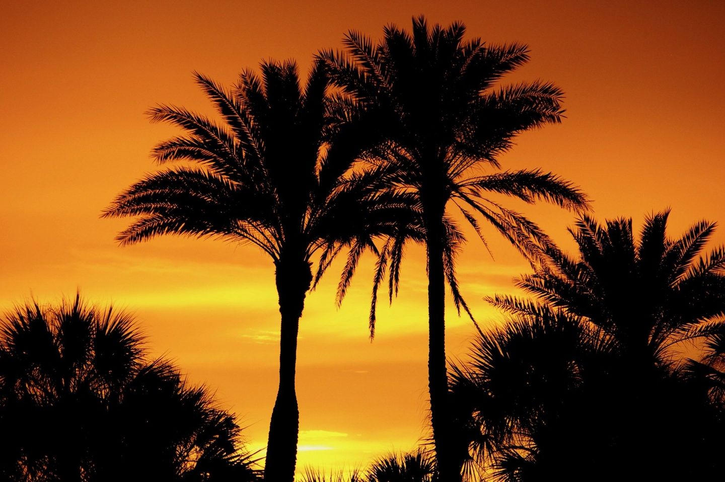 Three palm trees are silhouetted against a sunset sky in Florida