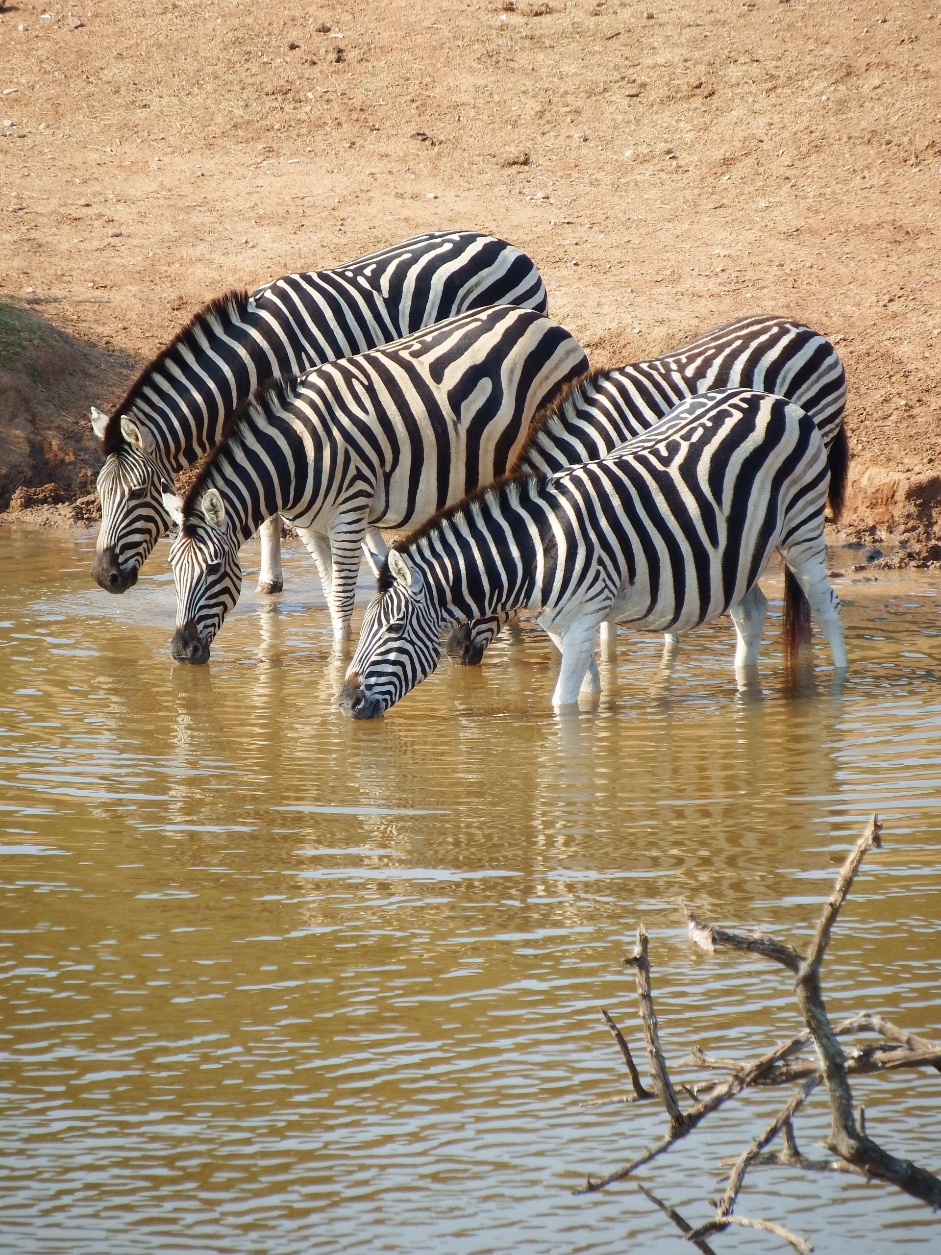 A herd of zebras drinking water from a pond.