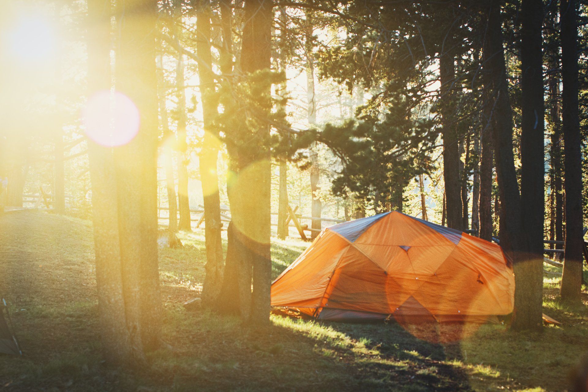 A tent is sitting in the middle of a forest with the sun shining through the trees.