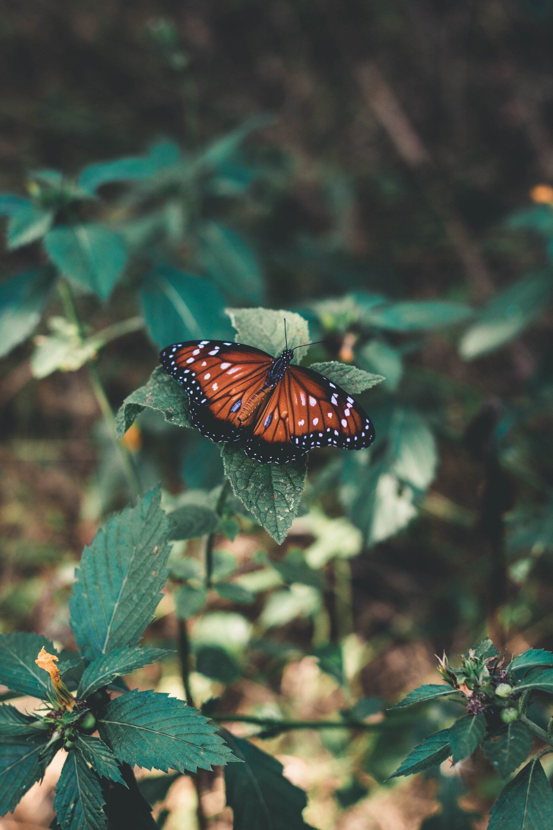 Orange and black butterfly perched on a green leaf, surrounded by foliage.