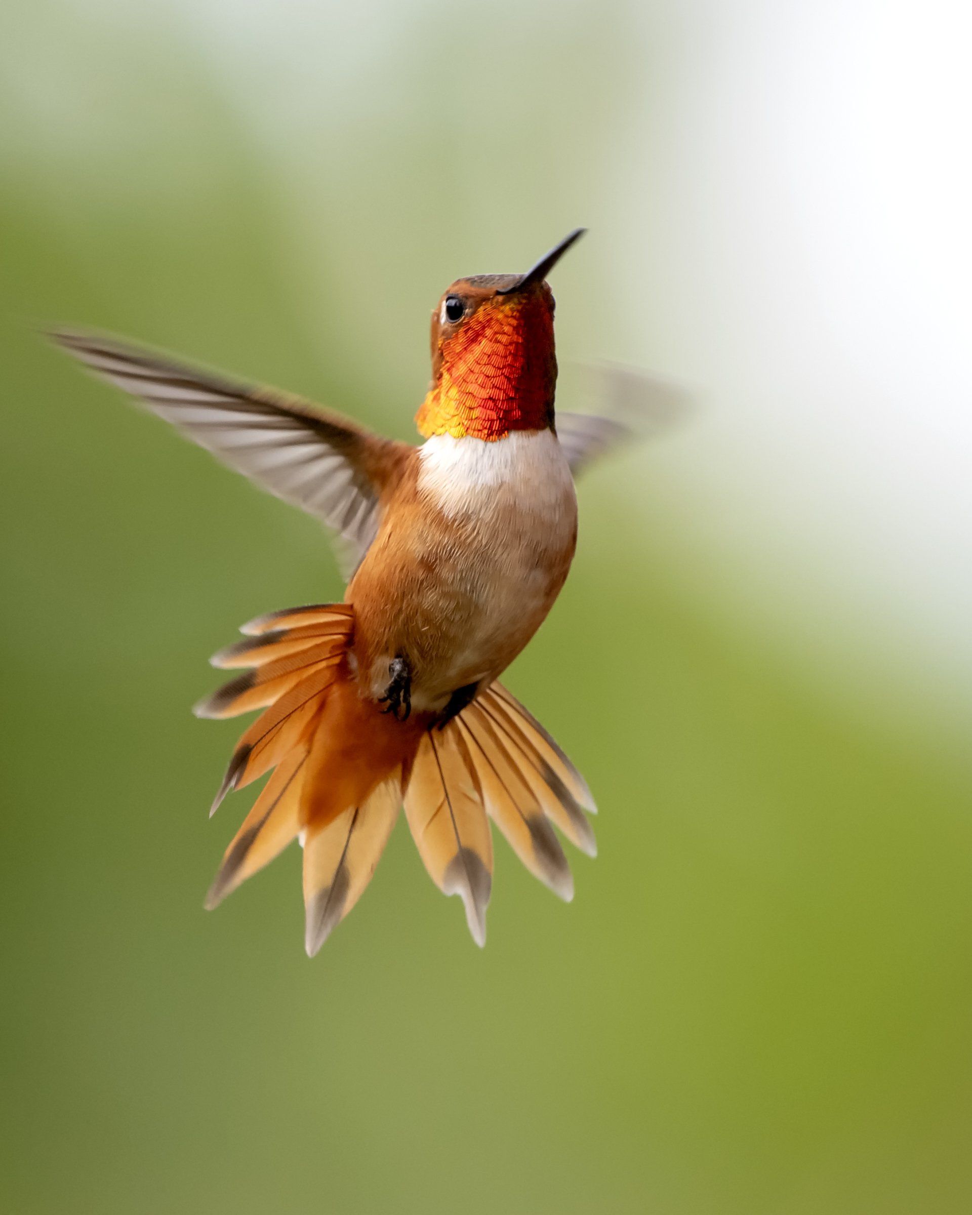 A hummingbird is flying in the air with a green background
