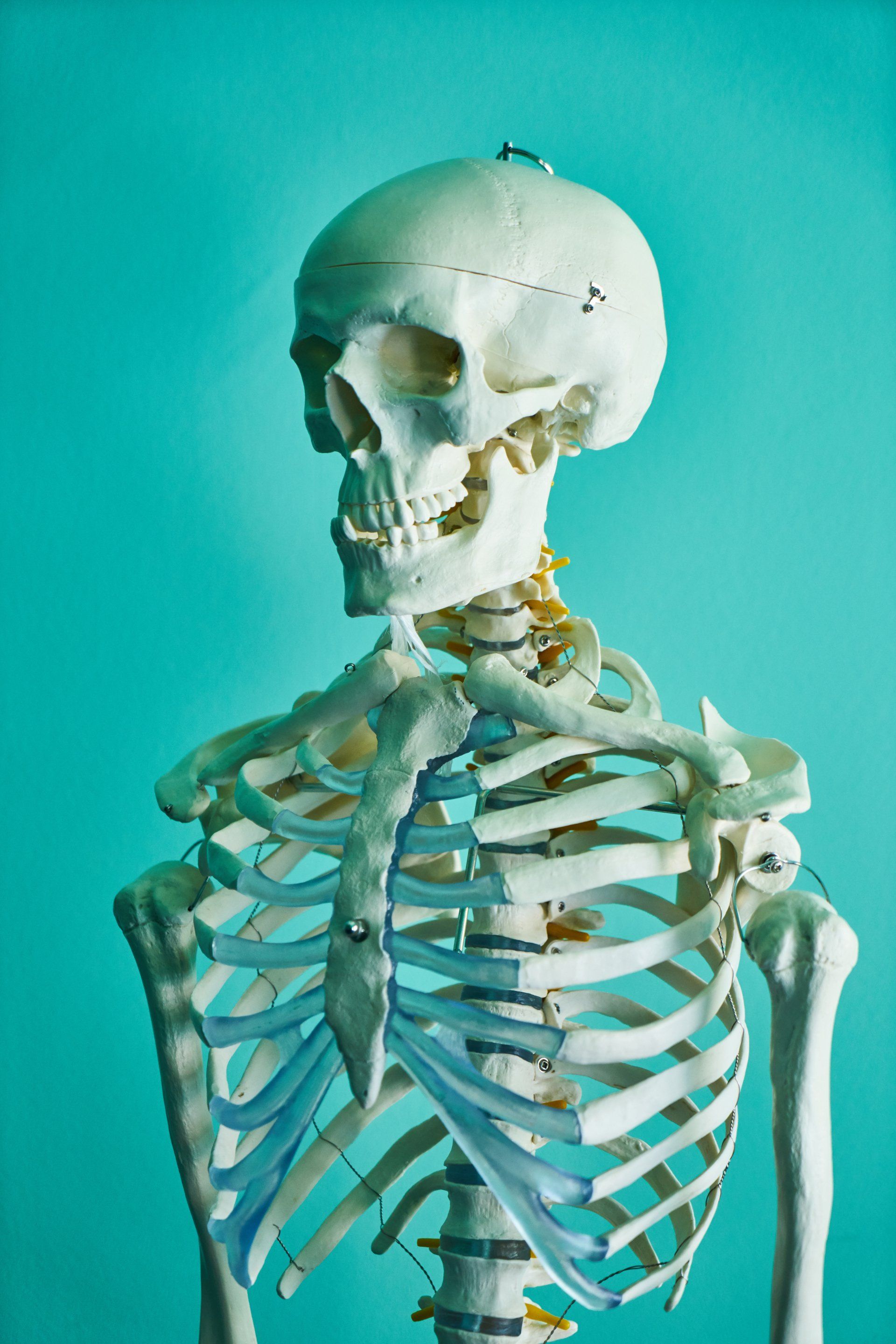 A skeleton with a skull and ribs on a blue background.