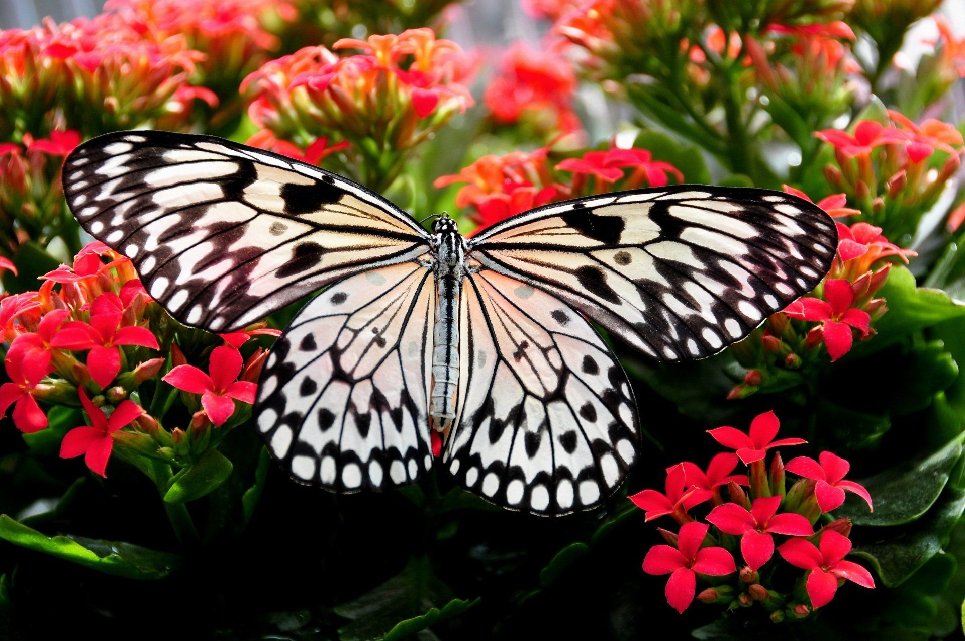 Butterfly with black and white patterned wings rests on red flowers.