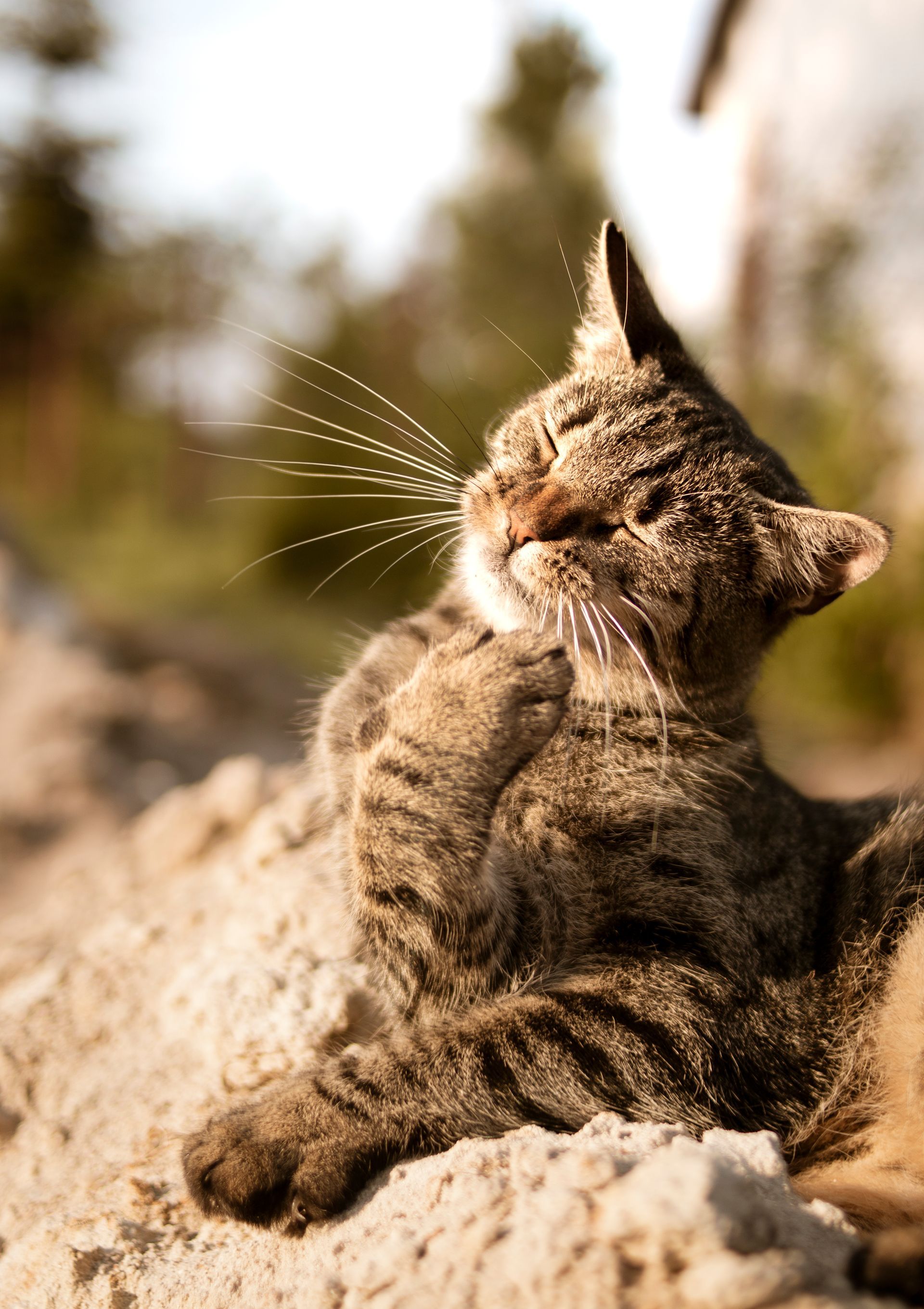 cat