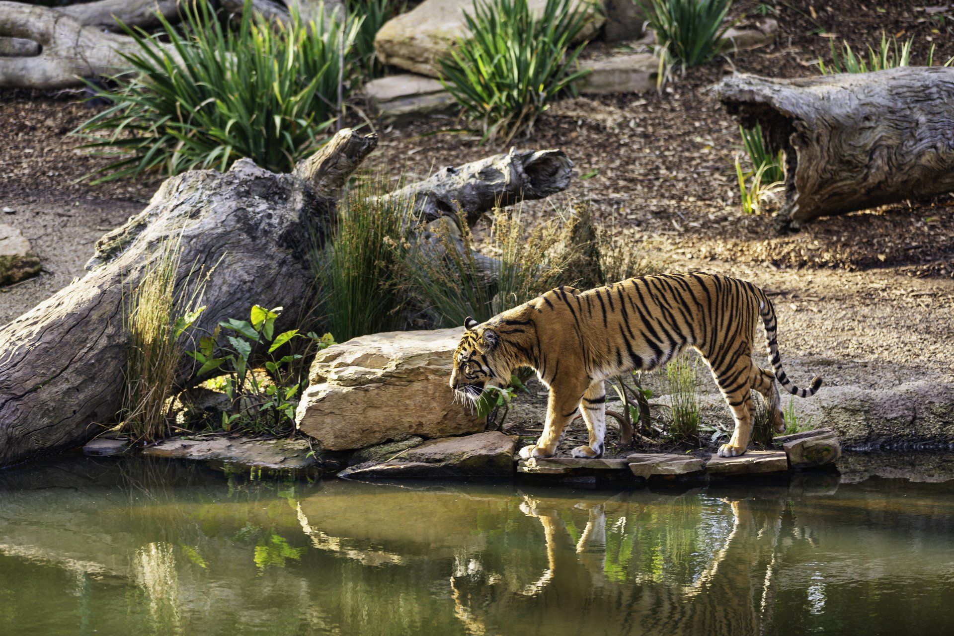 A tiger is standing on a rock near a body of water.