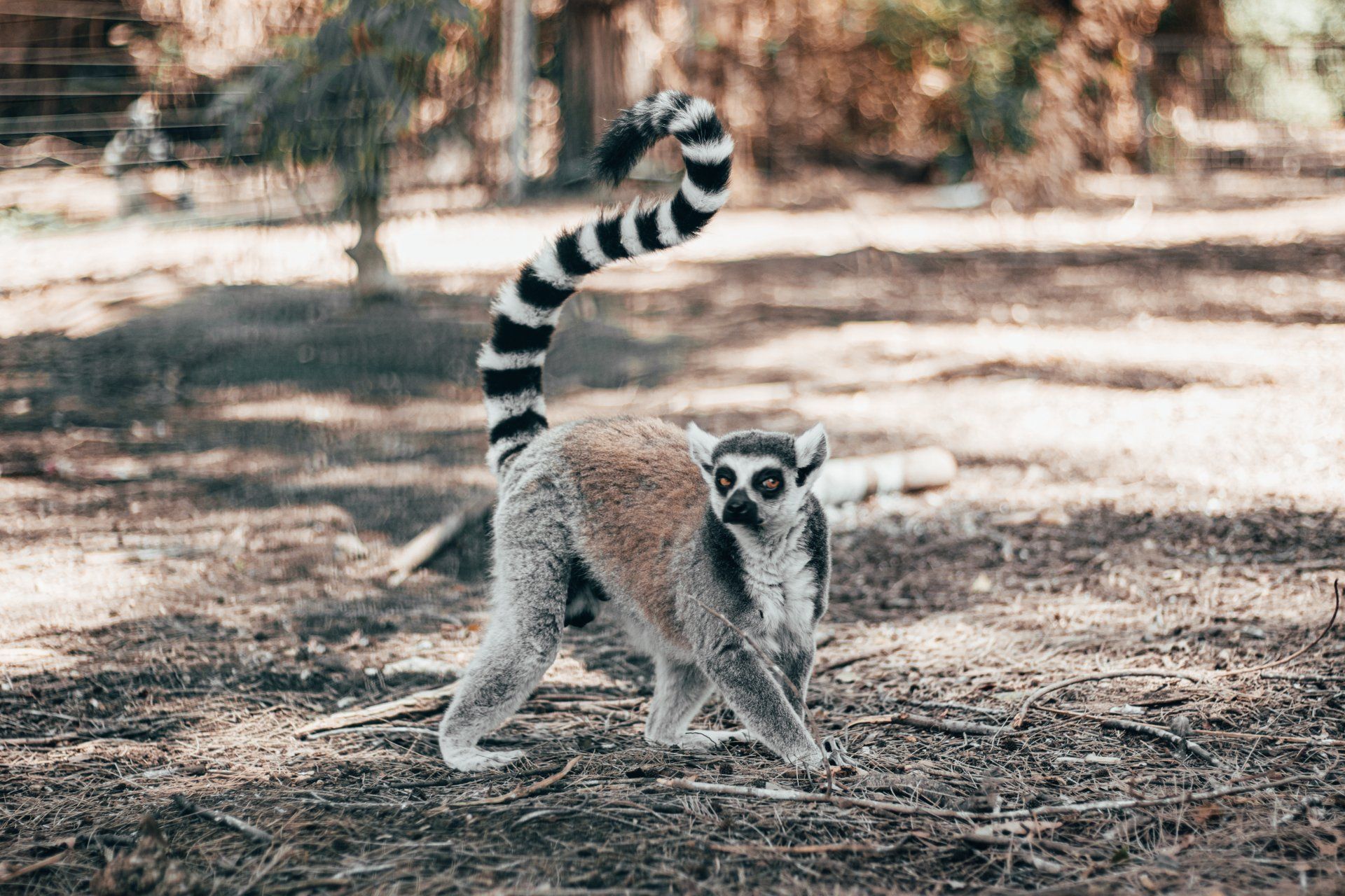 lemur at Auchigarrich wildlife park