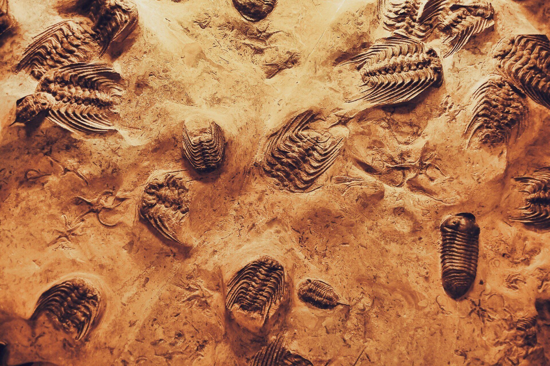 fossils in the sand