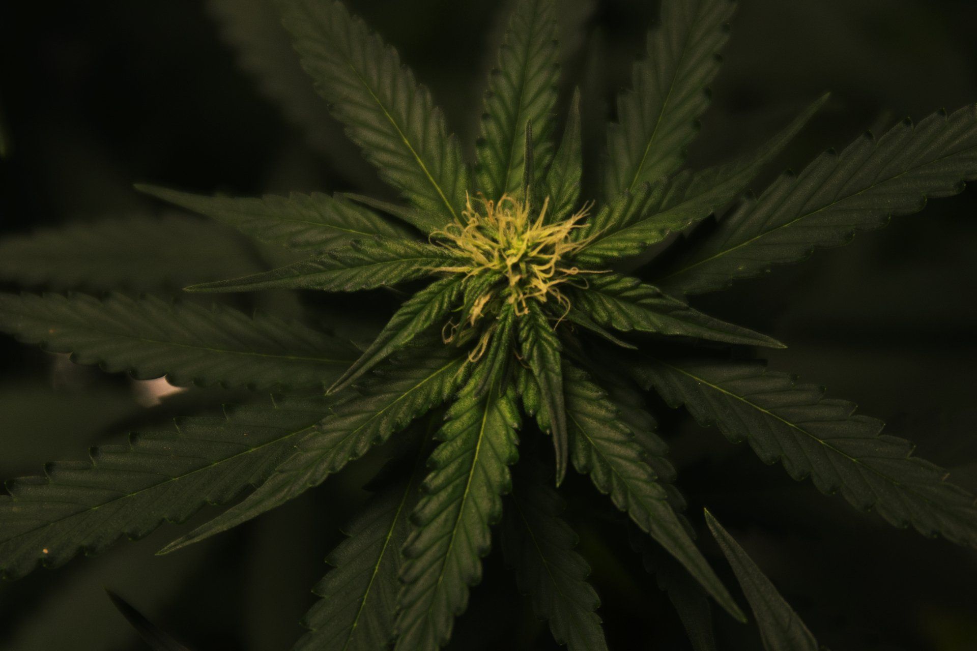 Cannabis Plant