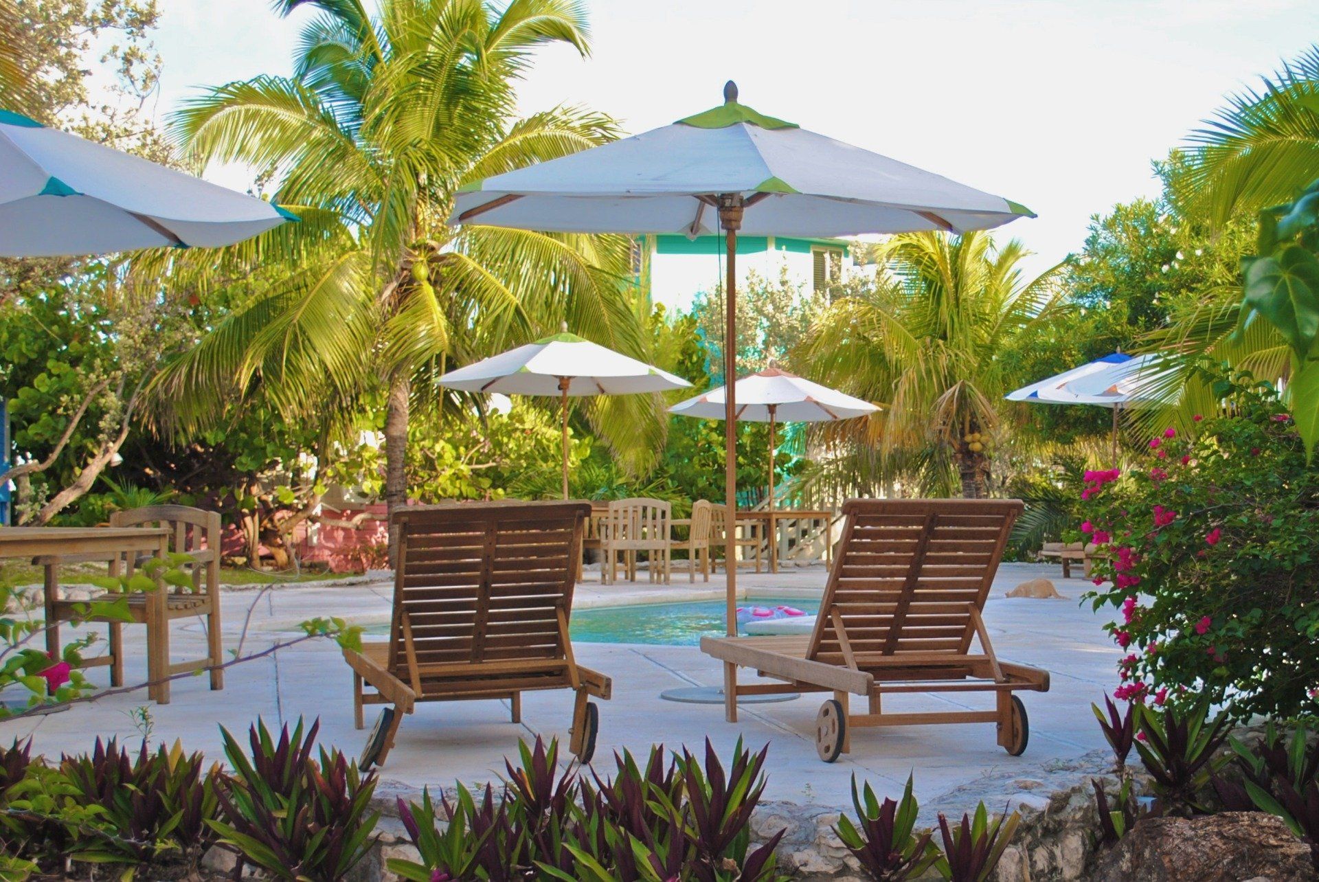 Pátio de resort tropical com espreguiçadeiras de madeira, guarda-sóis brancos, palmeiras e plantas floridas ao redor da piscina.
