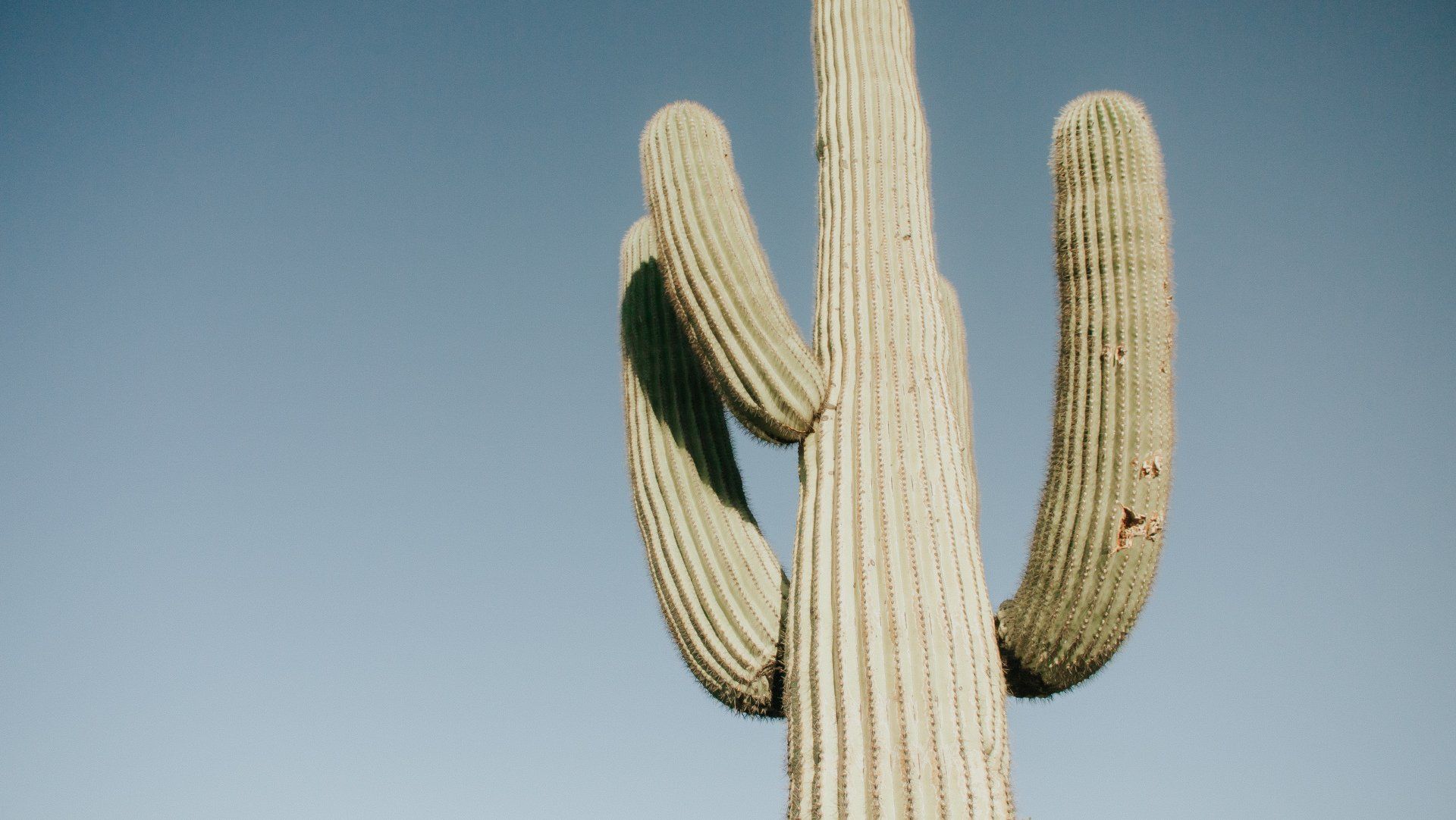 Arizona Cactus