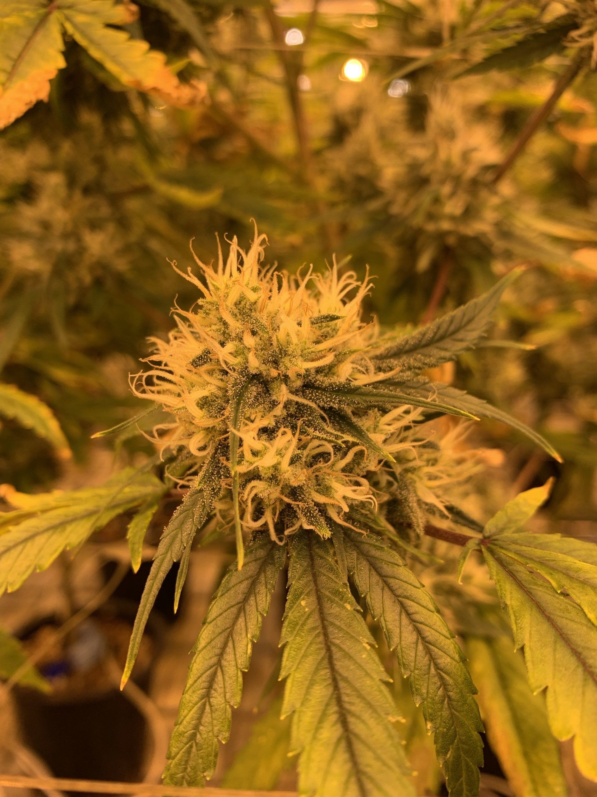 Licensed cannabis store in Etobicoke Ontario - The Underground
