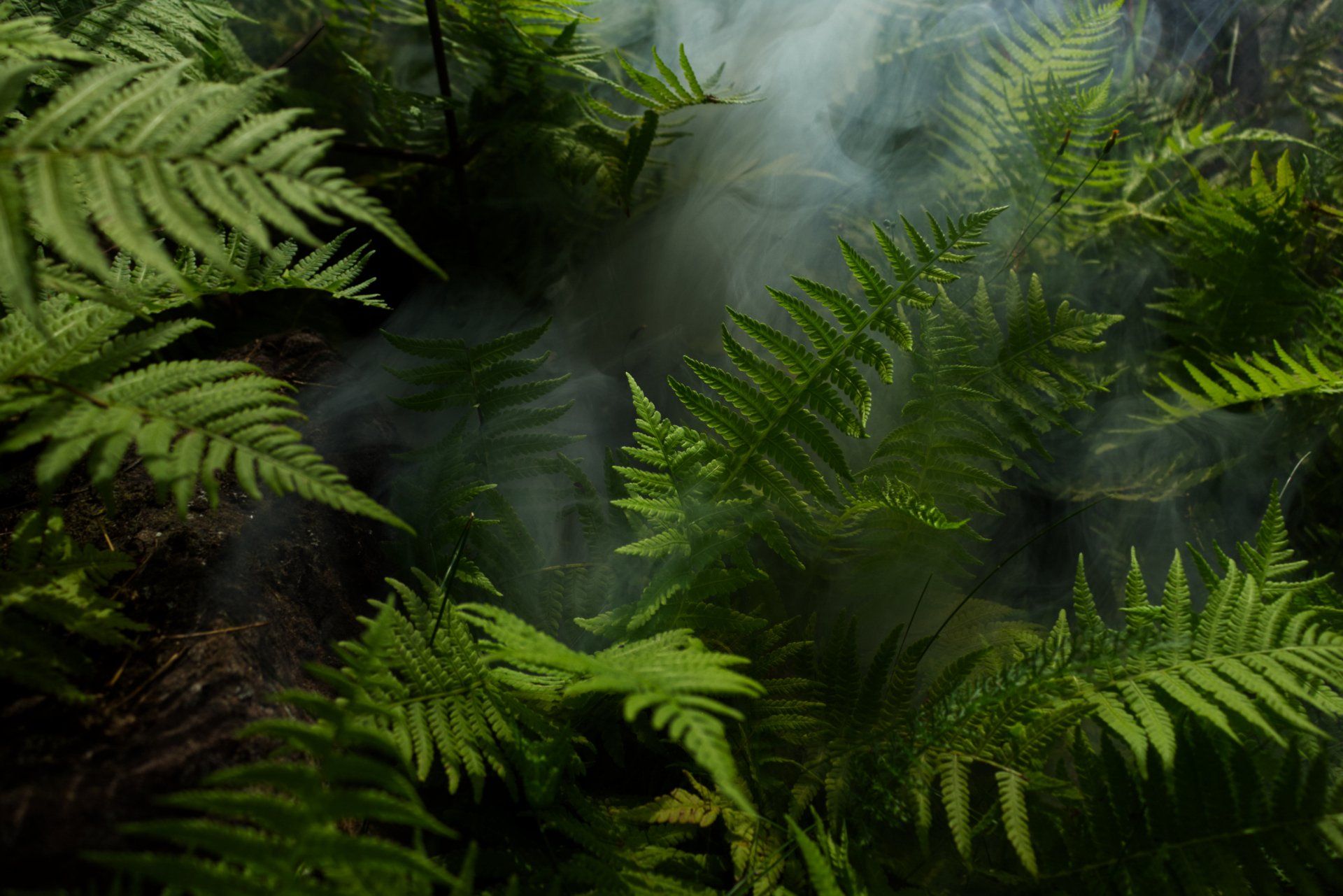 There is smoke coming out of the ferns in the forest.