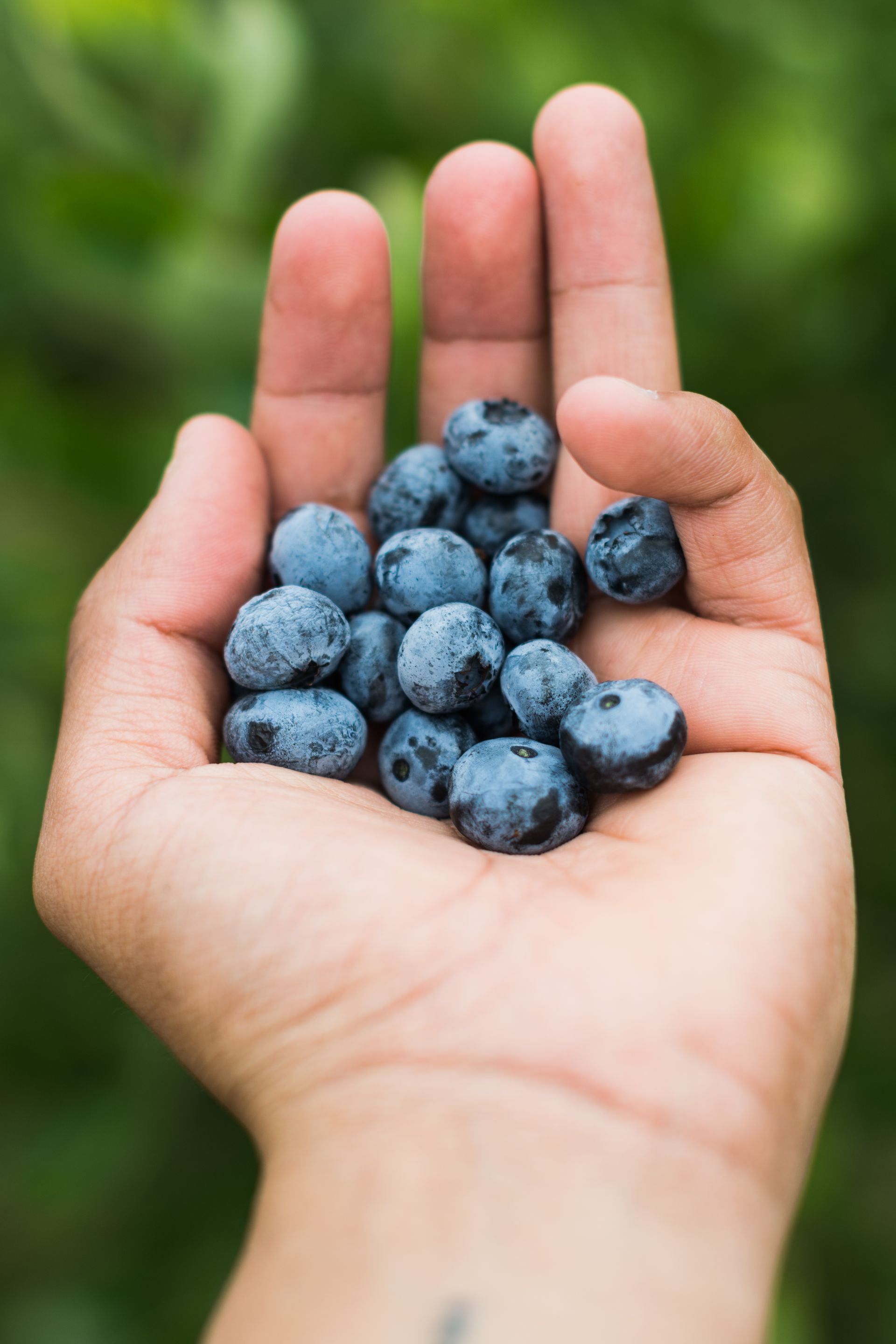 Handful of blueberries in an open palm; dark blue fruit against skin, green background.