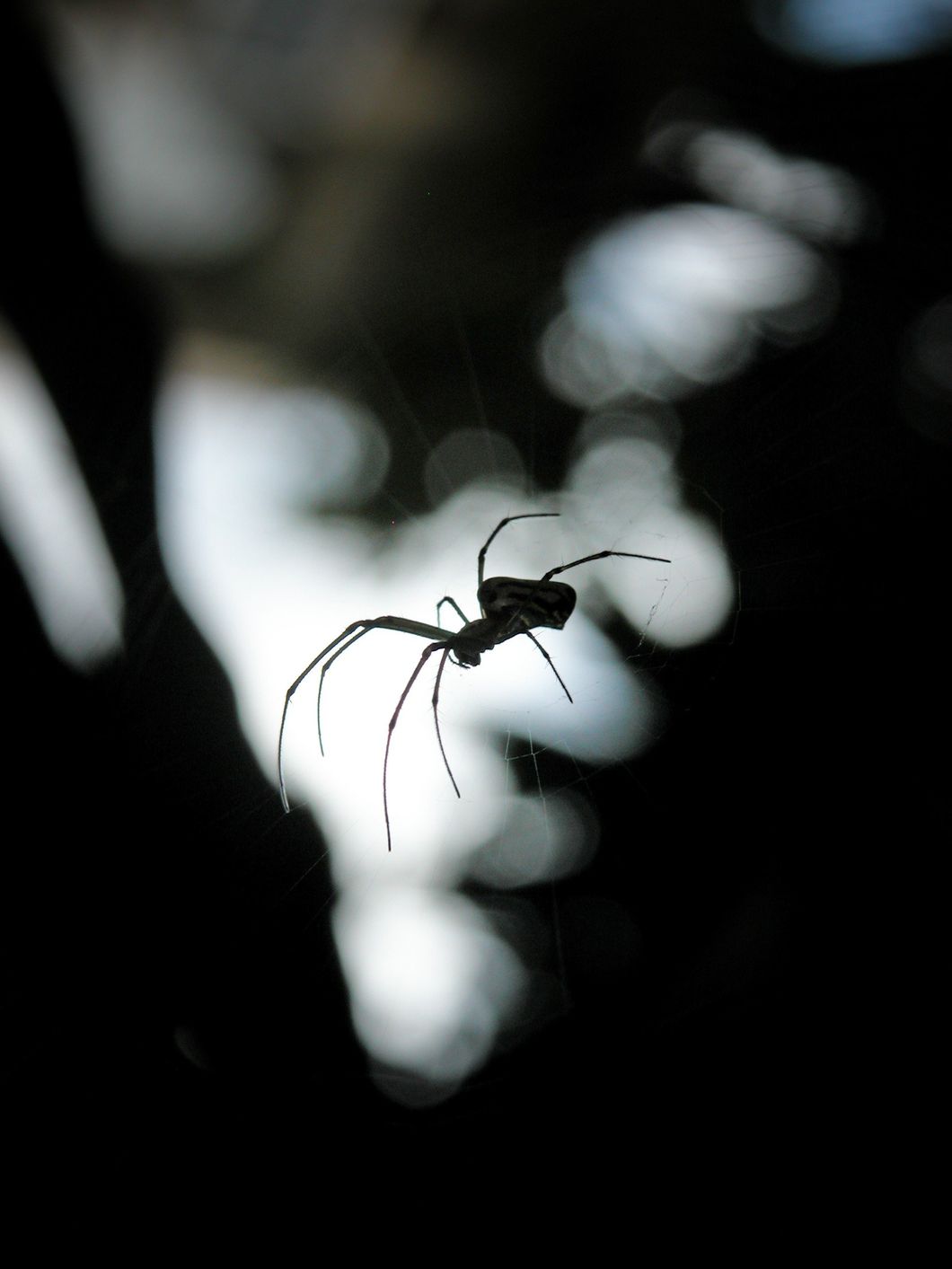 spider in web